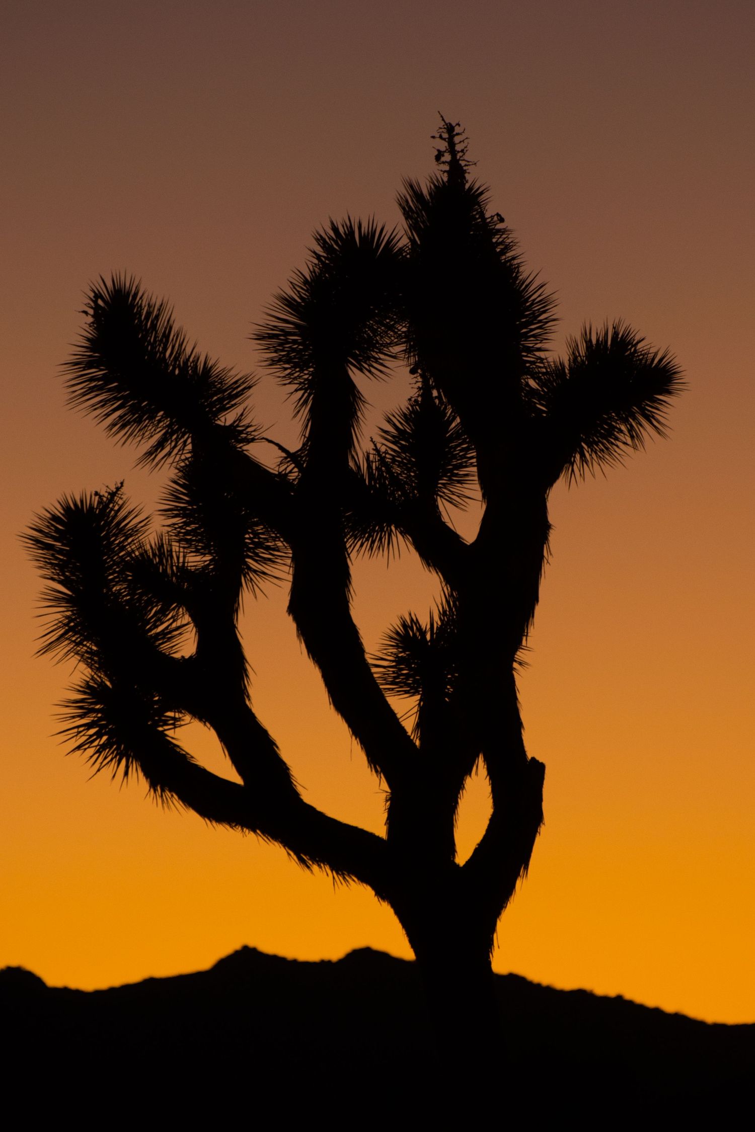 Joshua Tree National Park has incredible sunset views and iconic Josua trees.