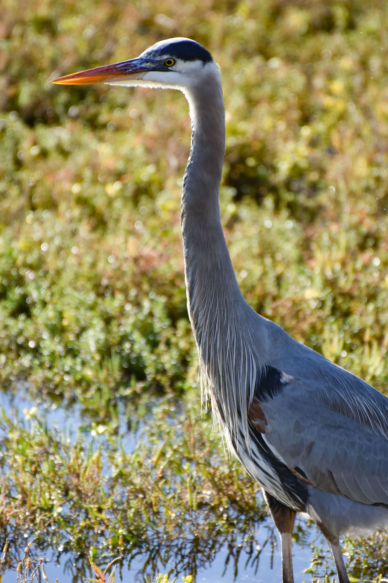 A blue heron waits patiently for its meal in a marsh.