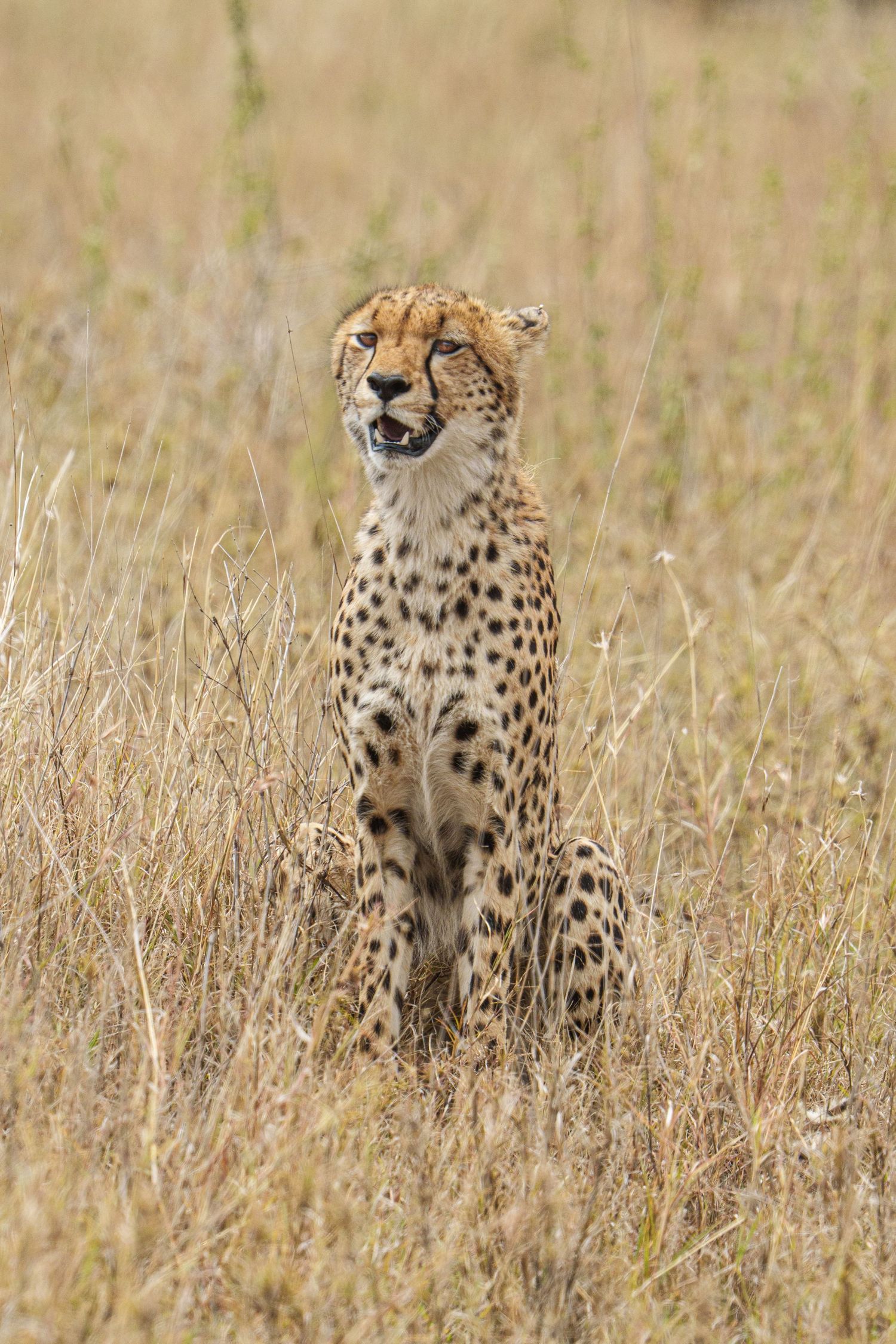 A cheetah in East Africa scans the plains for its next meal.