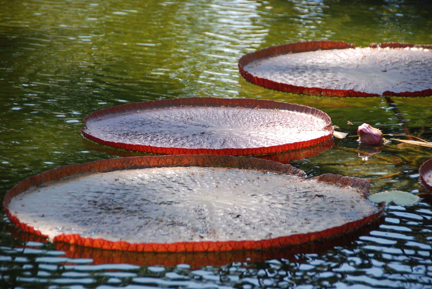 This photo is of a trio of large lily pads.