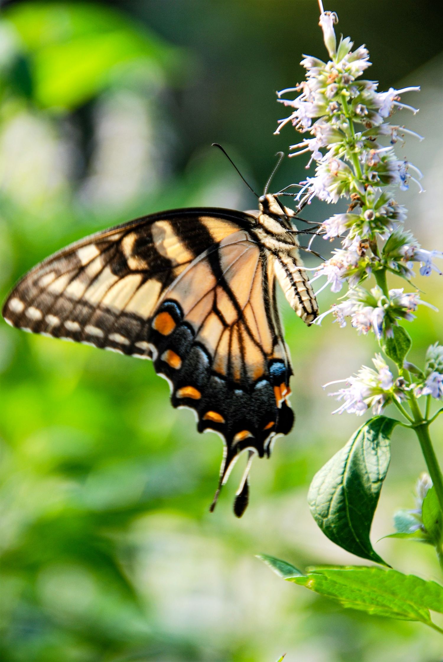 An Easter Tiger Swallowtail butterfly rests on a flower.