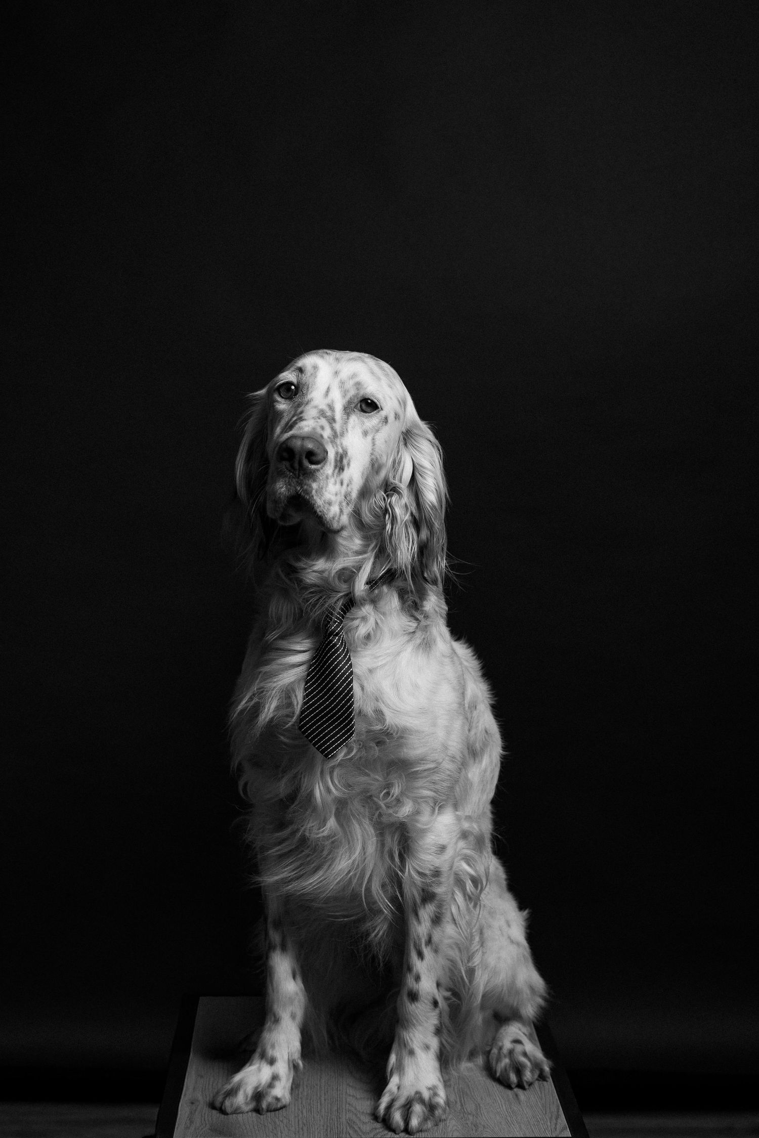 Black and white portrait of an English Setter dog sitting elegantly against a dark background.