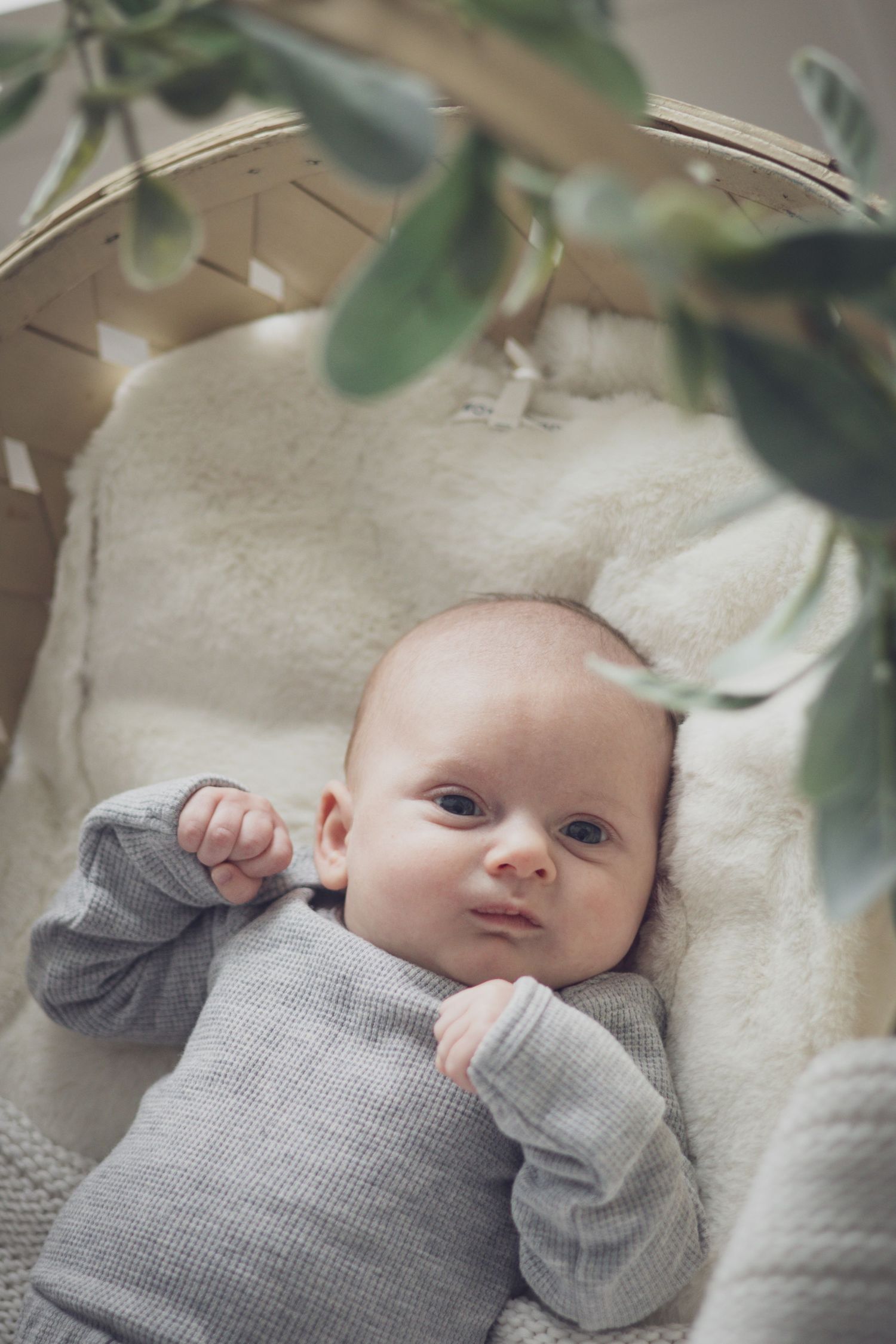 Newborn baby lying in a woven bassinet with soft natural light, surrounded by greenery and a gentle arch of velvety leaves.