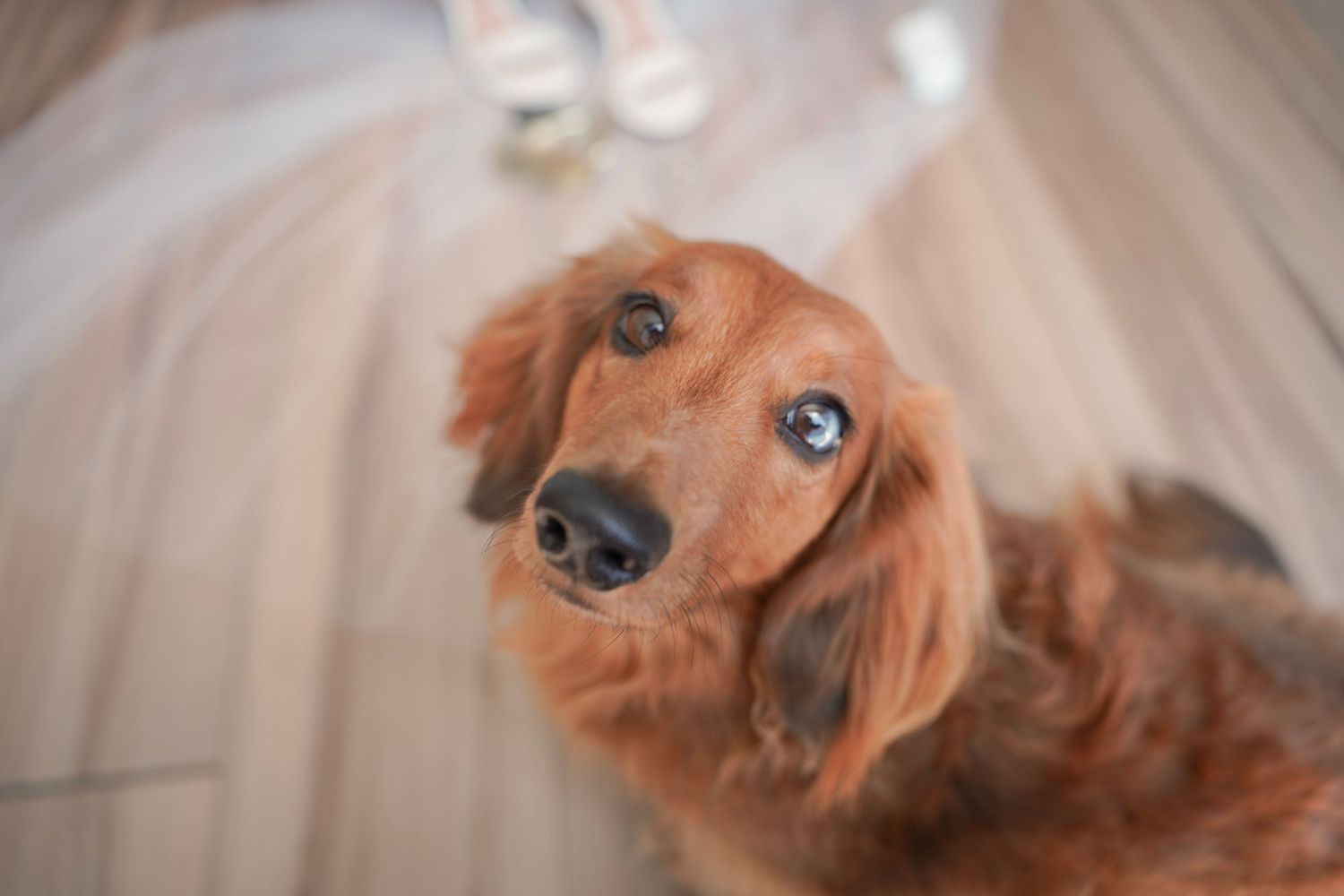 Dogs at Weddings