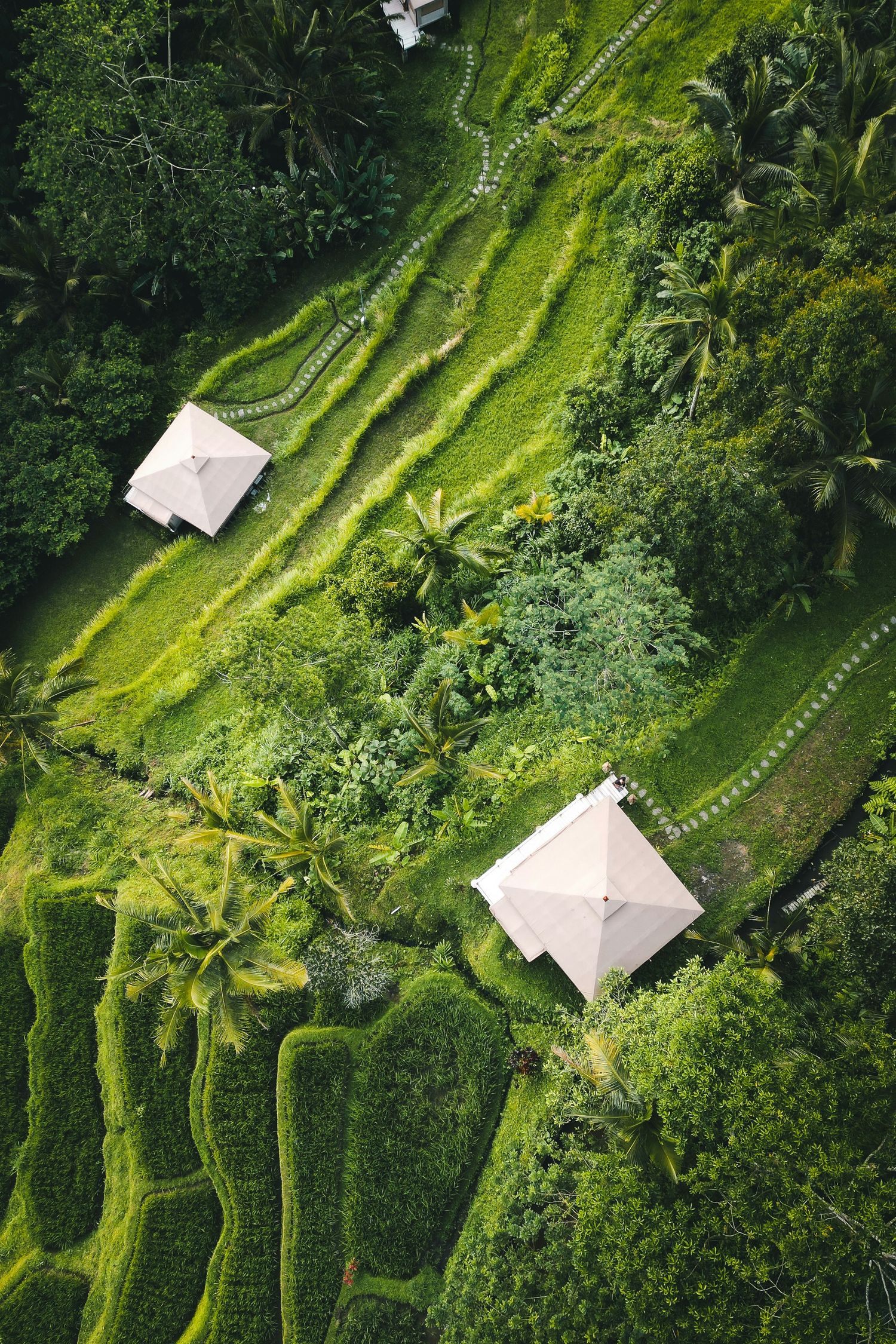 Aerial view of lush green rice terraces with traditional white-roofed buildings nestled among tropical palm trees in Bali.