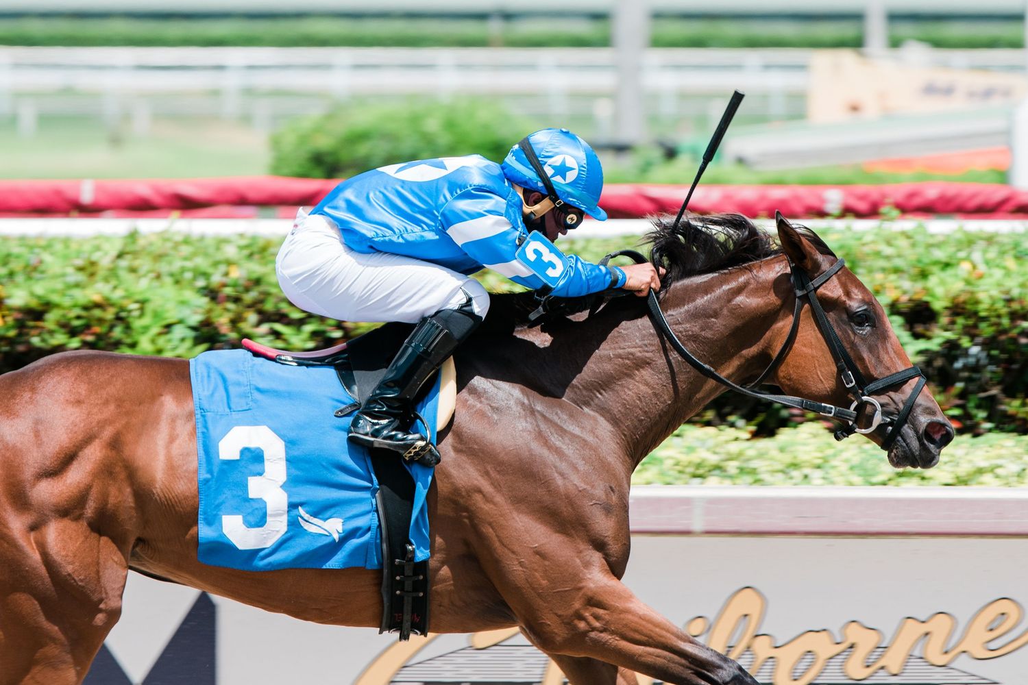 Bay racehorse number 3 with blue-clad jockey winning race at sunny outdoor racetrack.