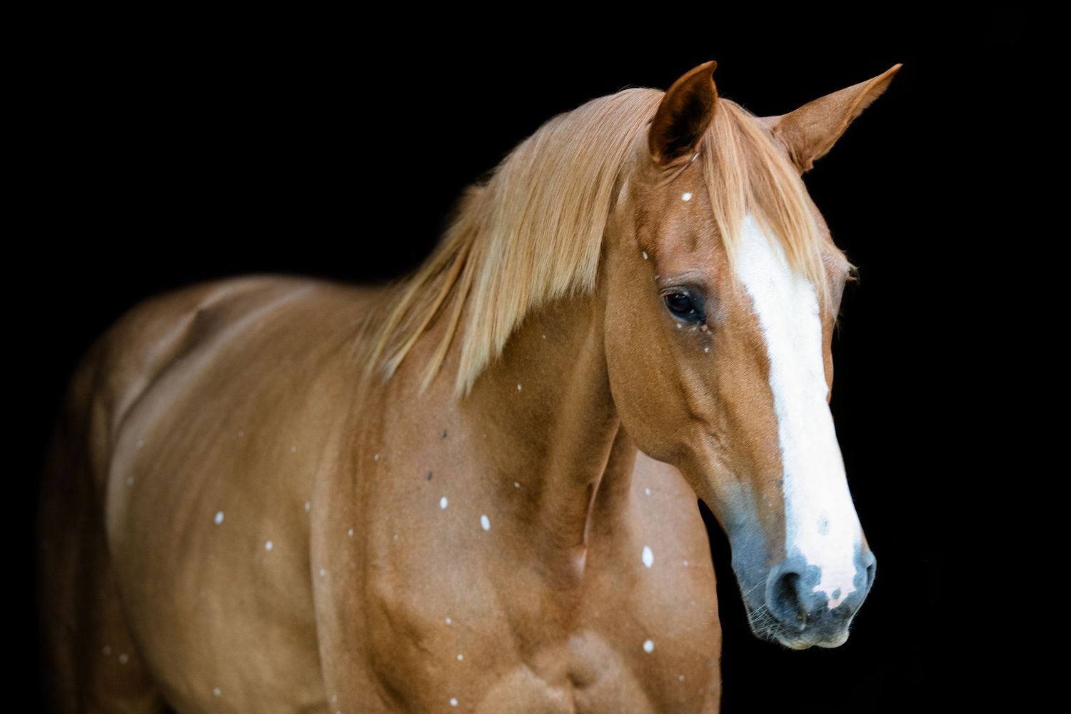 Chestnut palomino horse with flaxen mane in close-up portrait against dark background.