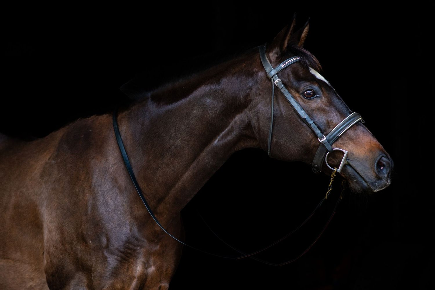 Elegant dark bay horse with bridle portrait against black background.