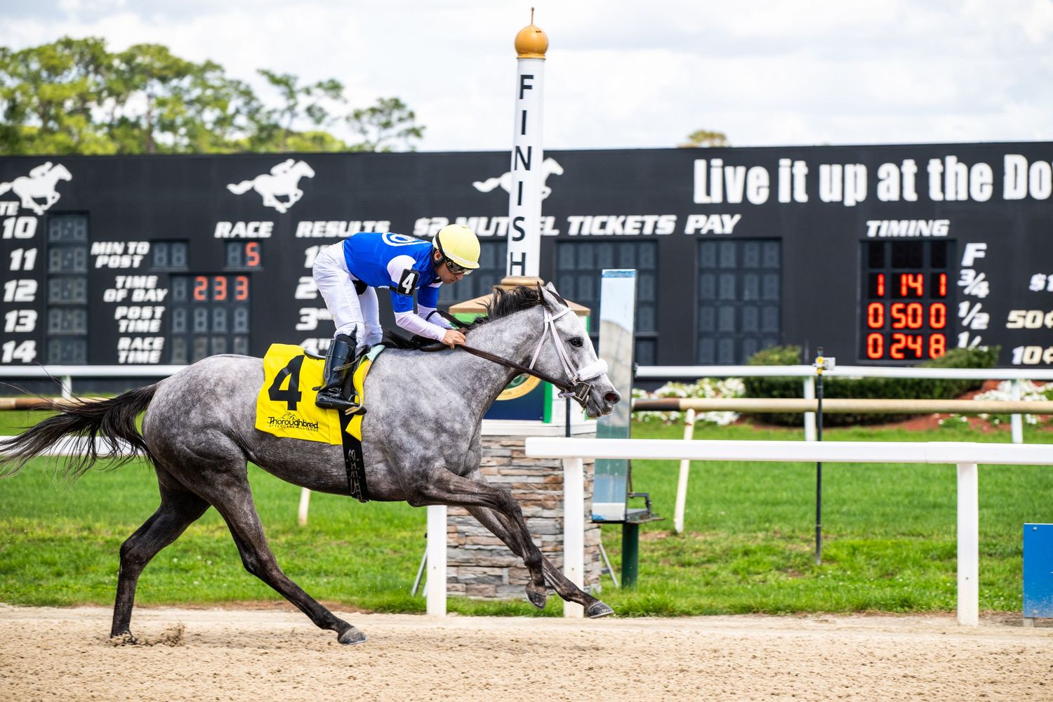 Gray racehorse with jockey crossing finish line at outdoor dirt track horse racing event.