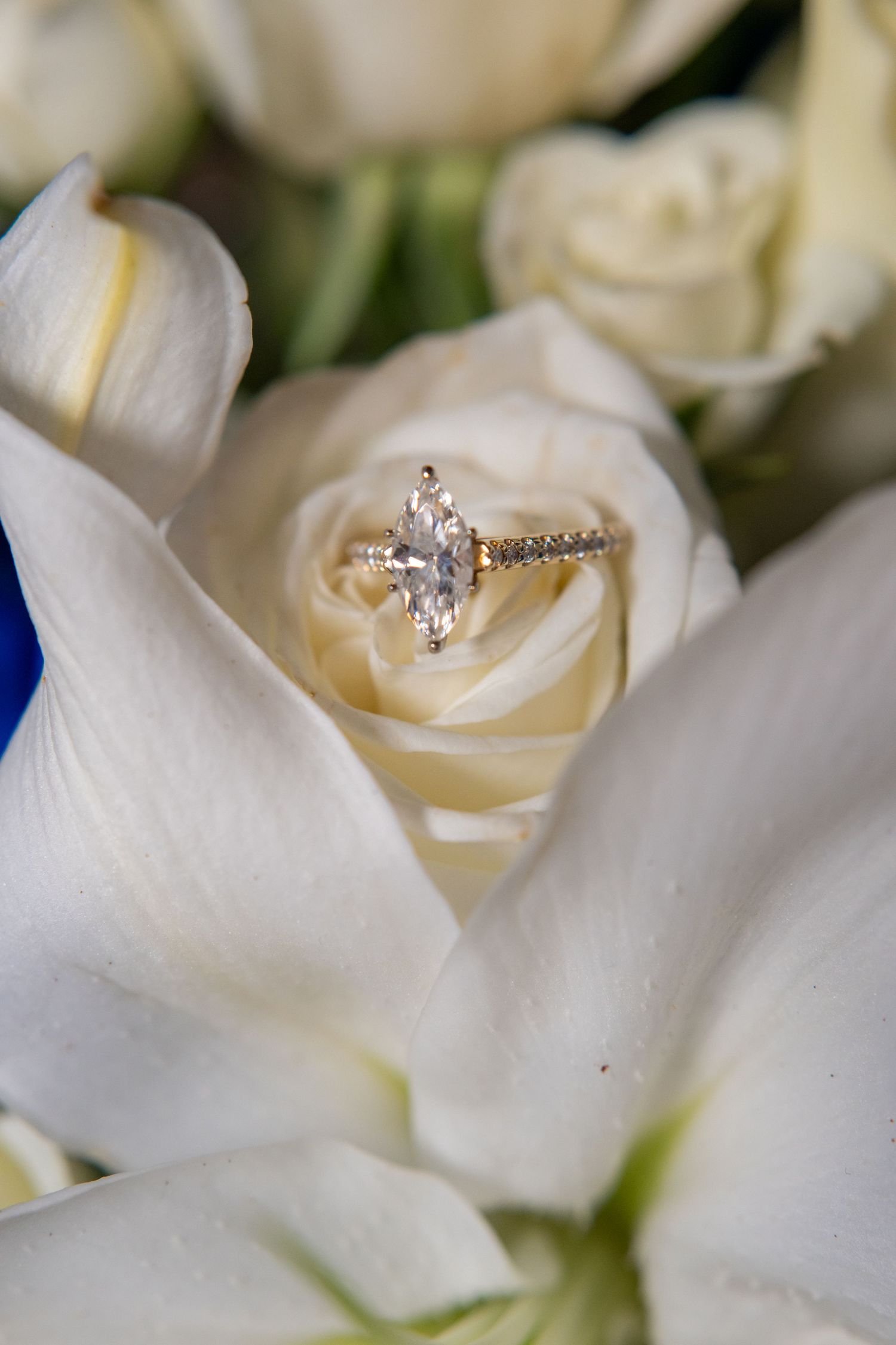Gold engagement ring with marquise diamond nestled in white roses bouquet.