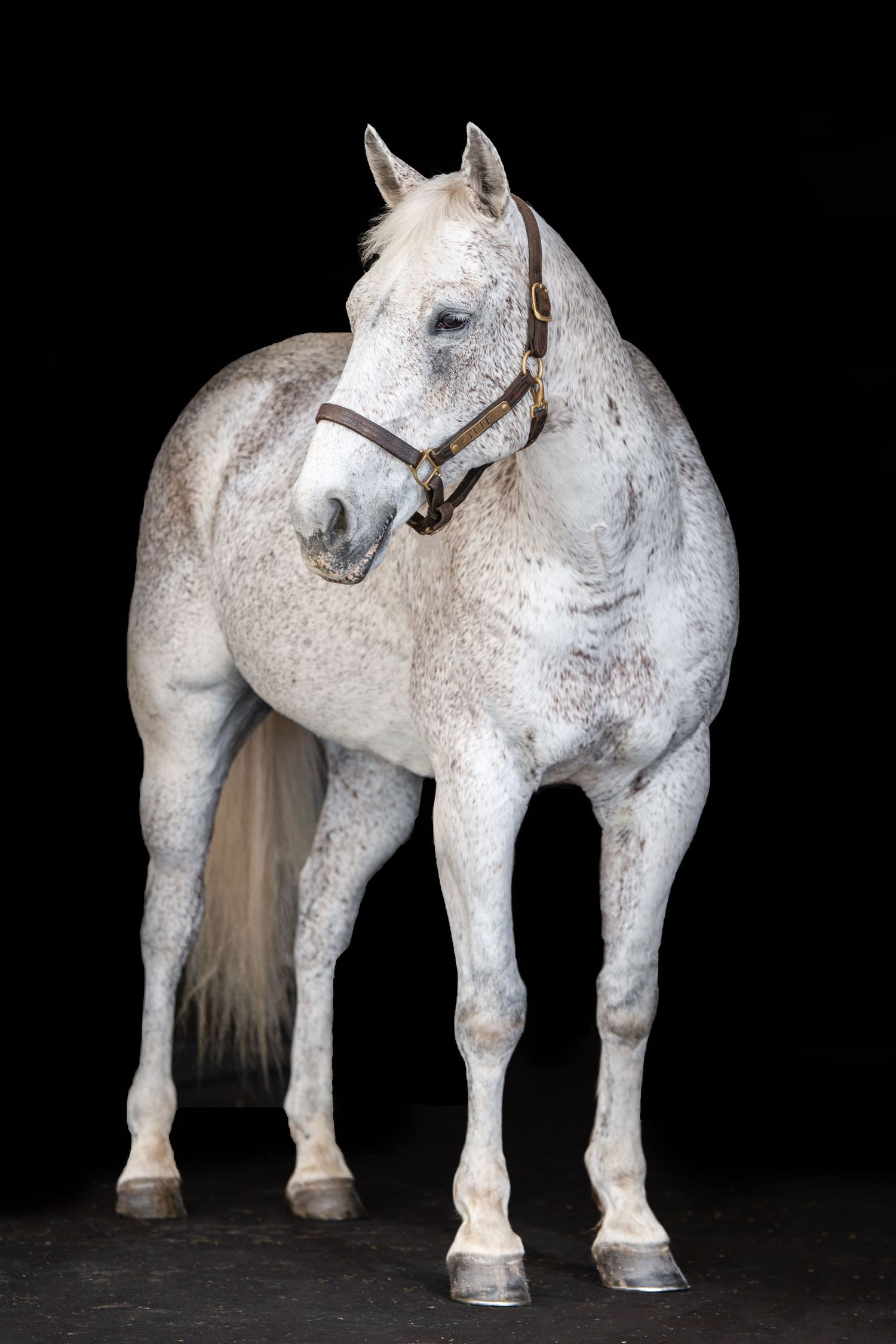 Dapple gray horse with halter standing in full body portrait on black background.