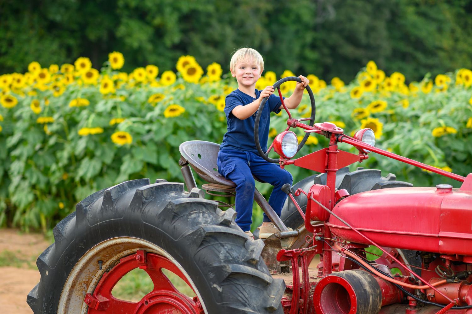Young blond boy in blue overalls smiling while sitting on a vintage red tractor in front of a sunflower field.