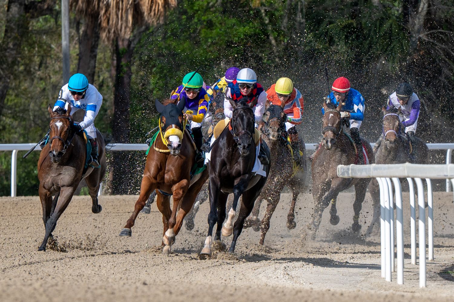 Jockeys race horses around a dirt track bend, wearing colorful silks, with trees visible in the background.