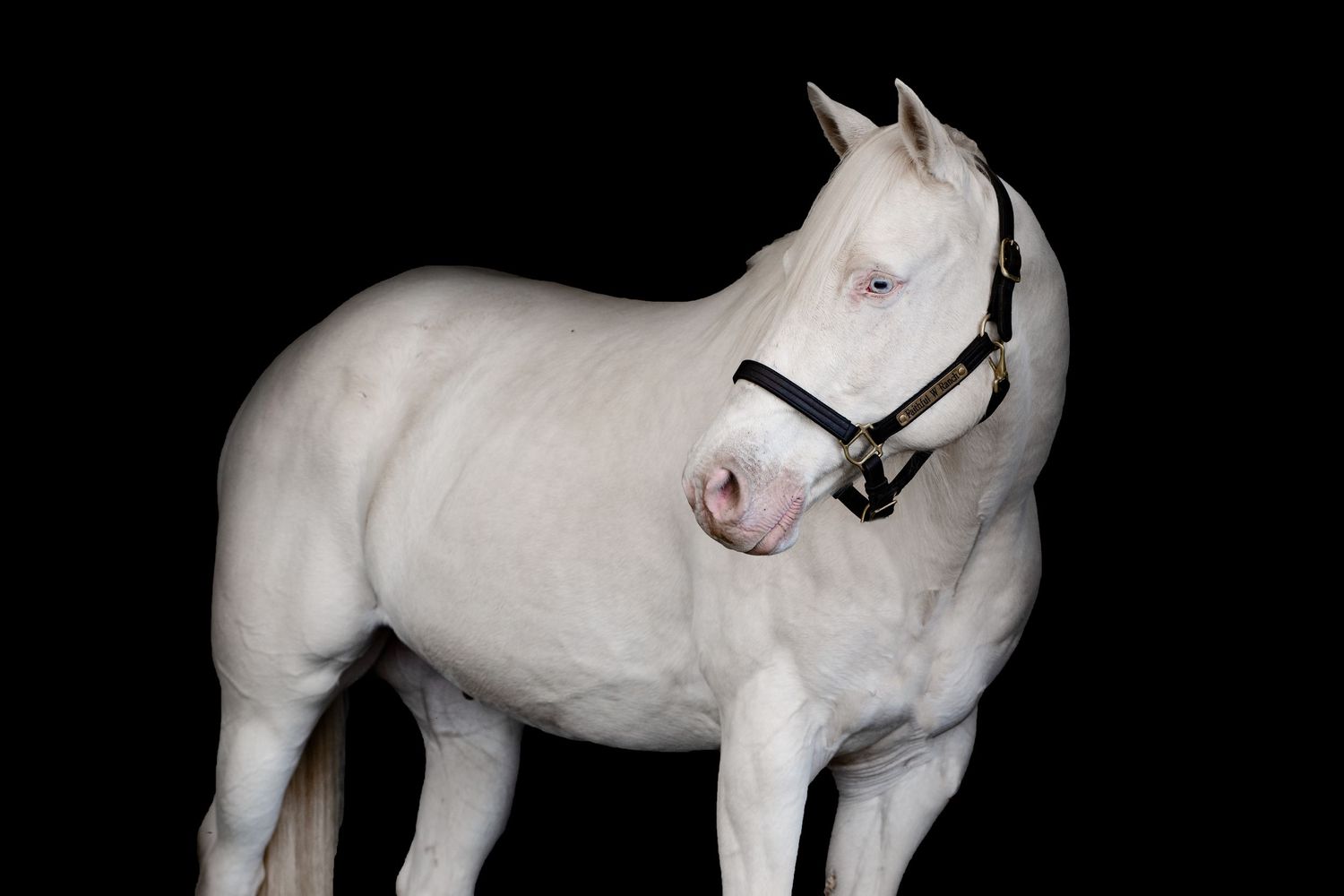 White cremello horse wearing a black halter posed against a black background.