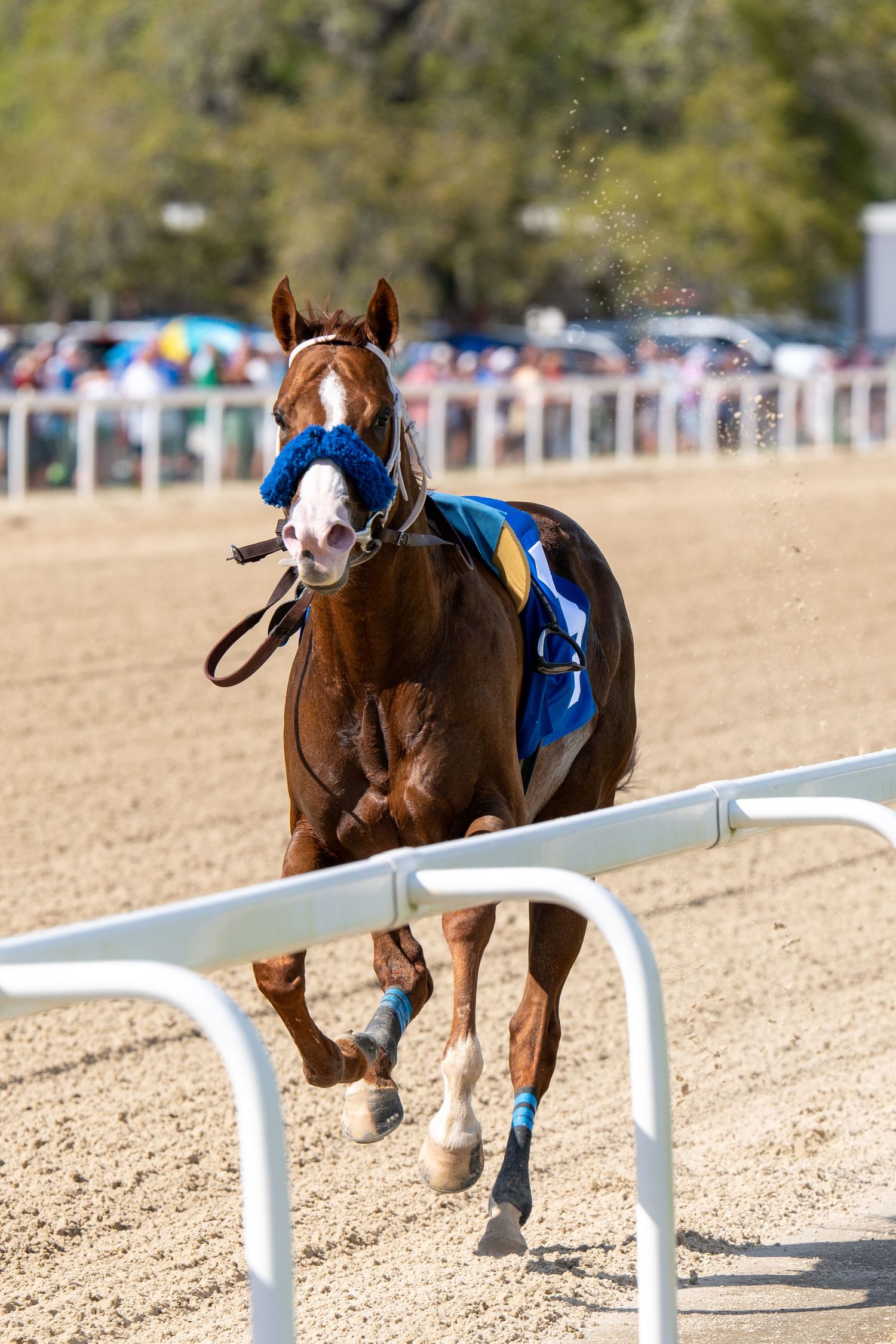 horse racing photographer at Tampa bay downs with racehorse that looses jockey