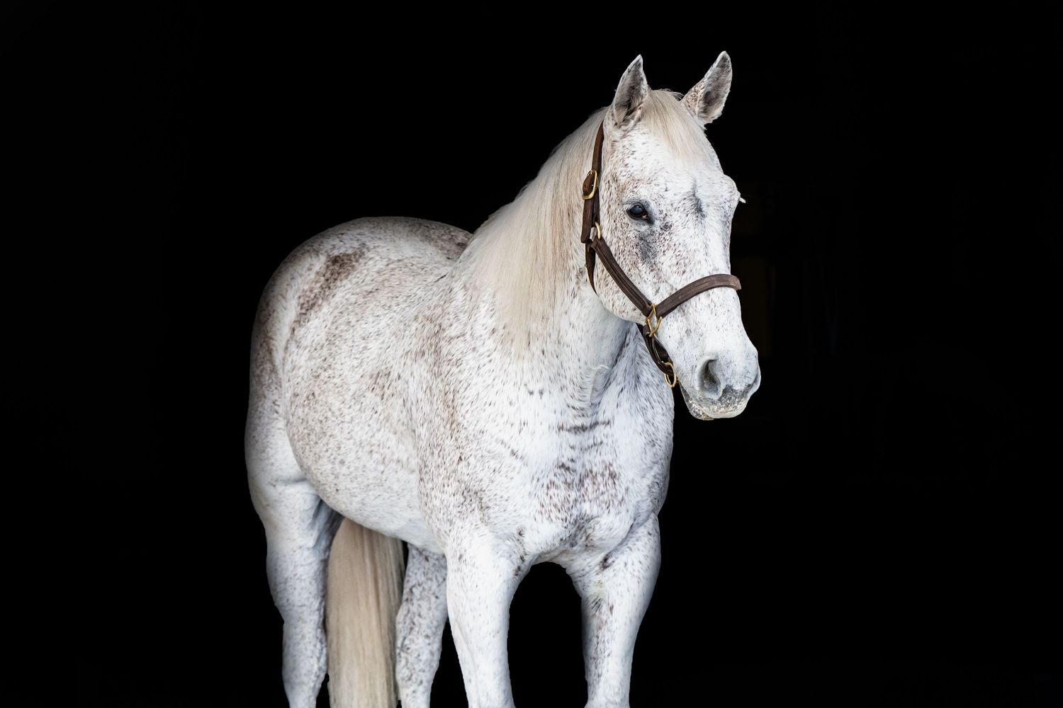 White Appaloosa horse wearing a brown halter posed against a black studio background.