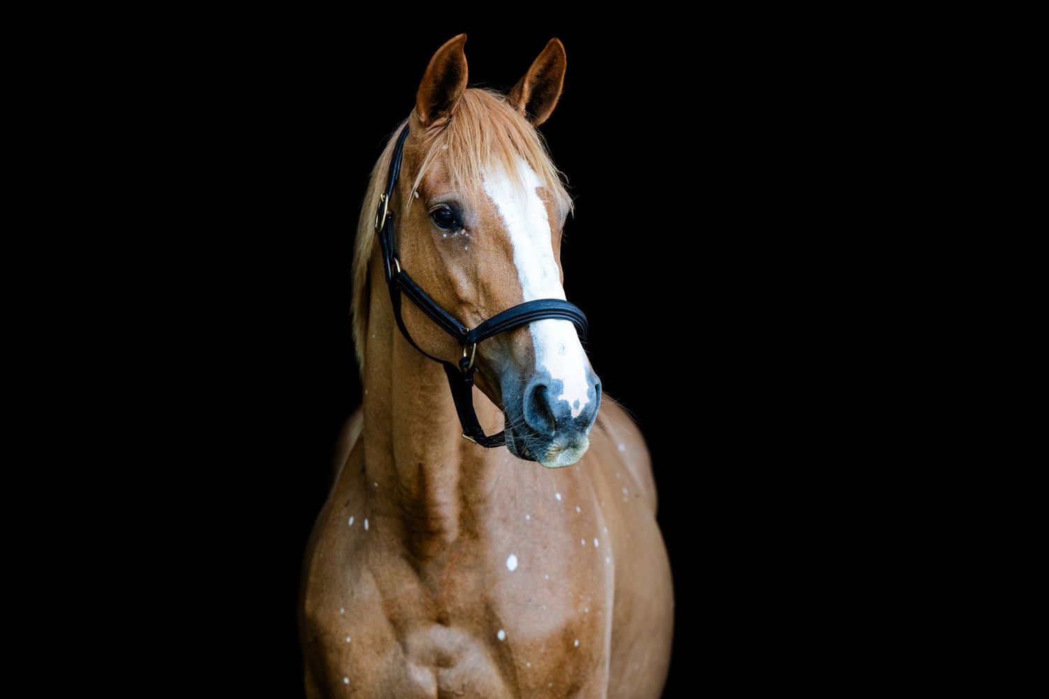 Palomino horse with white blaze wearing bridle photographed against black background.