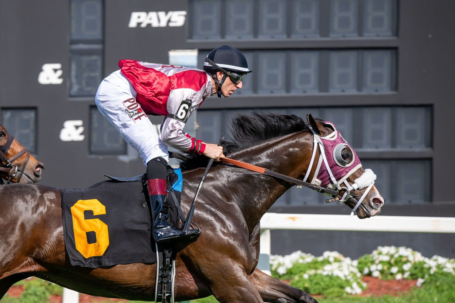 Jockey on horse number 6 racing to finish line at professional horse racing track.