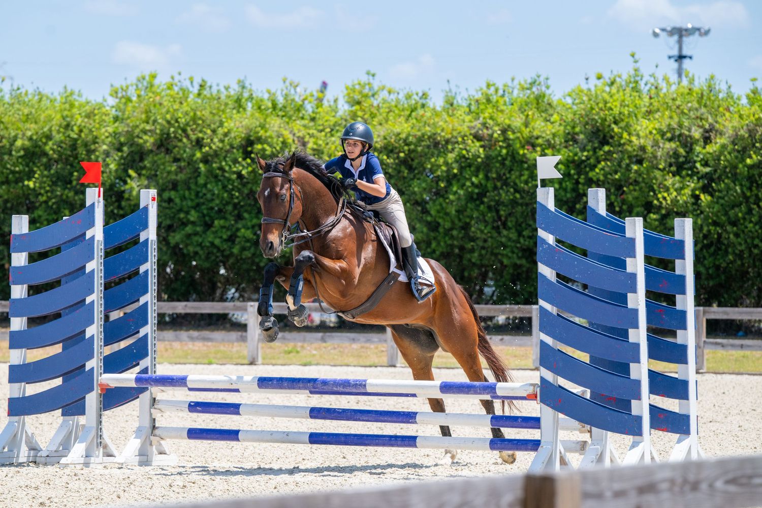 Bay horse and rider jumping through blue and white show jumping course in outdoor arena.