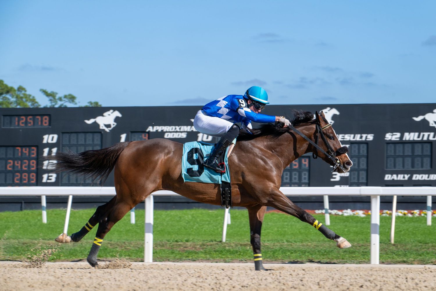 A jockey in blue silks rides a chestnut thoroughbred racehorse past the finish line on a dirt track at a sunny racecourse.