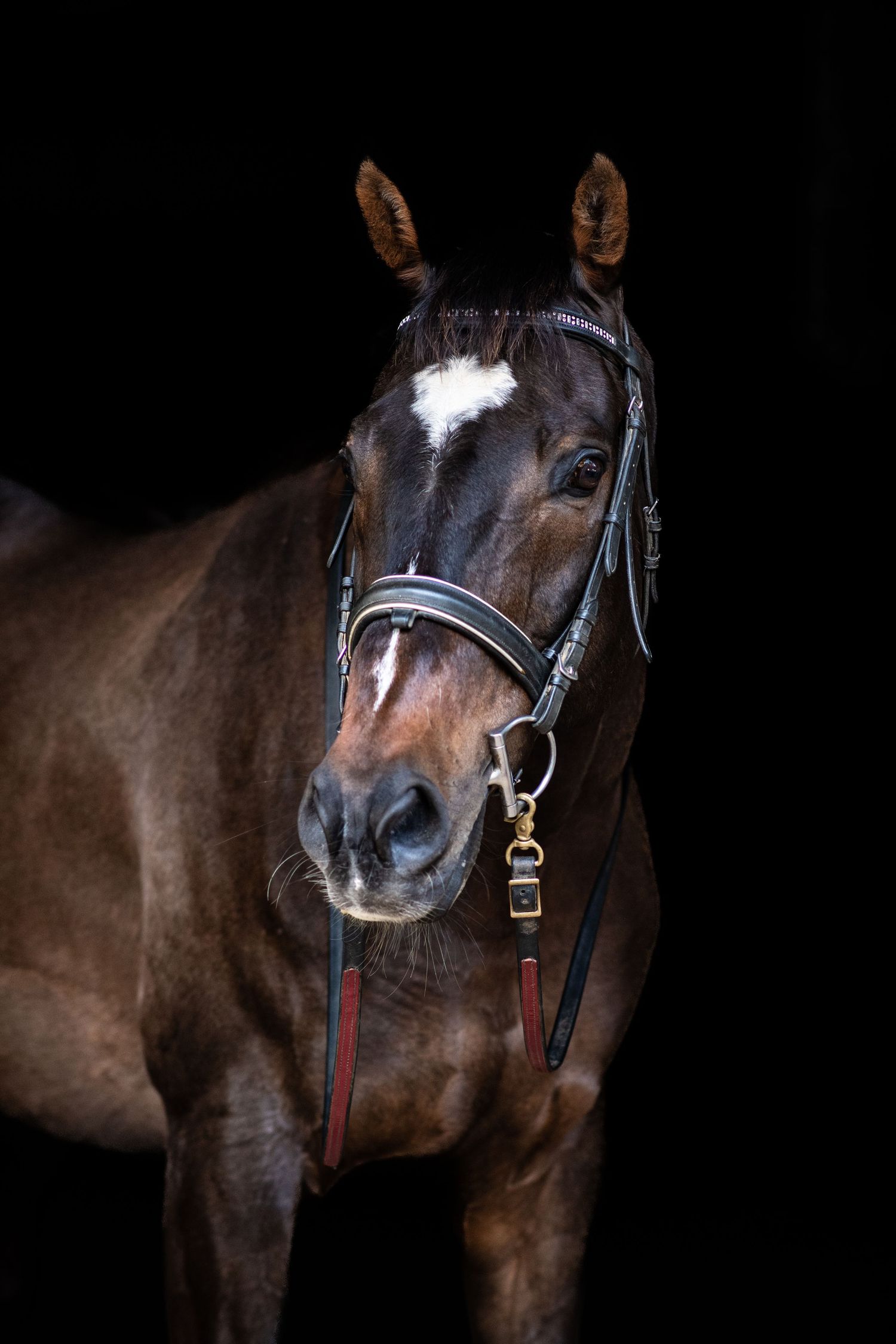 Close-up portrait of a dark bay horse wearing bridle against dramatic black background.