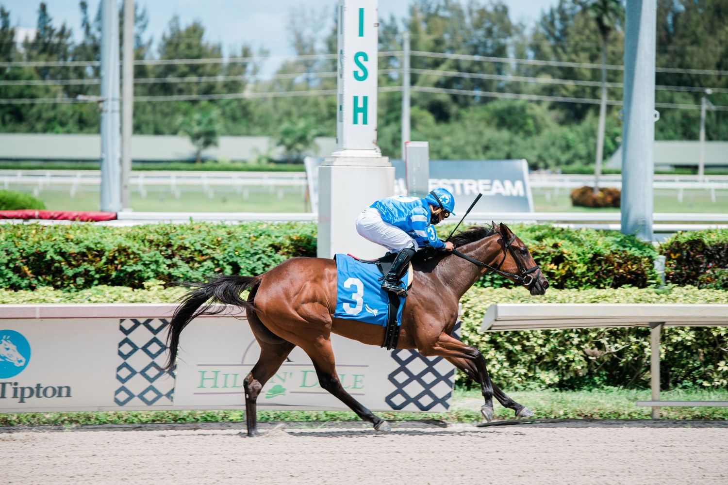 Jockey in blue silks rides bay horse number 3 past finish line on grass track.