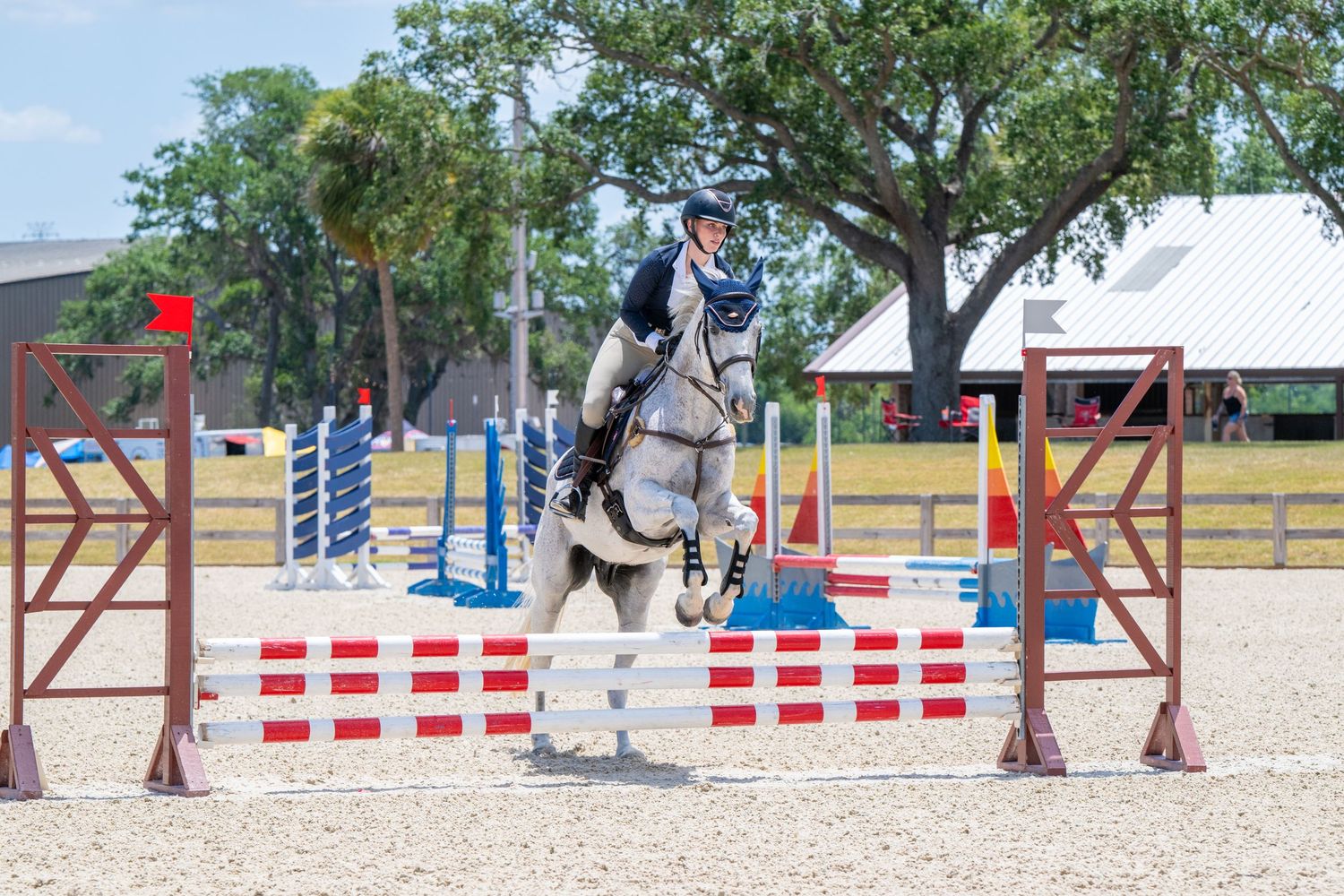 Rider on gray horse clearing blue and white jump rails in outdoor equestrian competition.