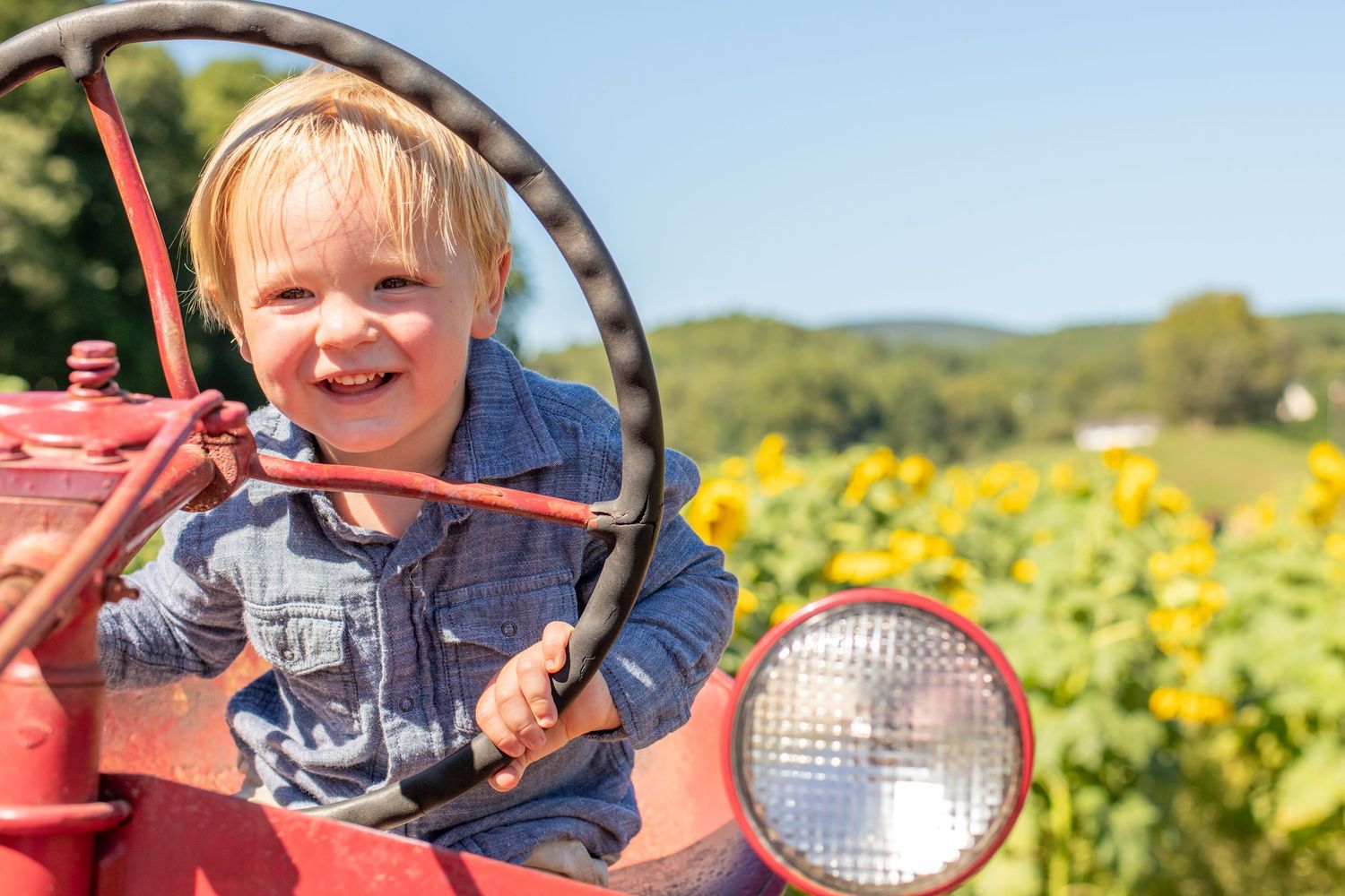 Cheerful blonde toddler in denim sitting on a red tractor in a sunflower field.