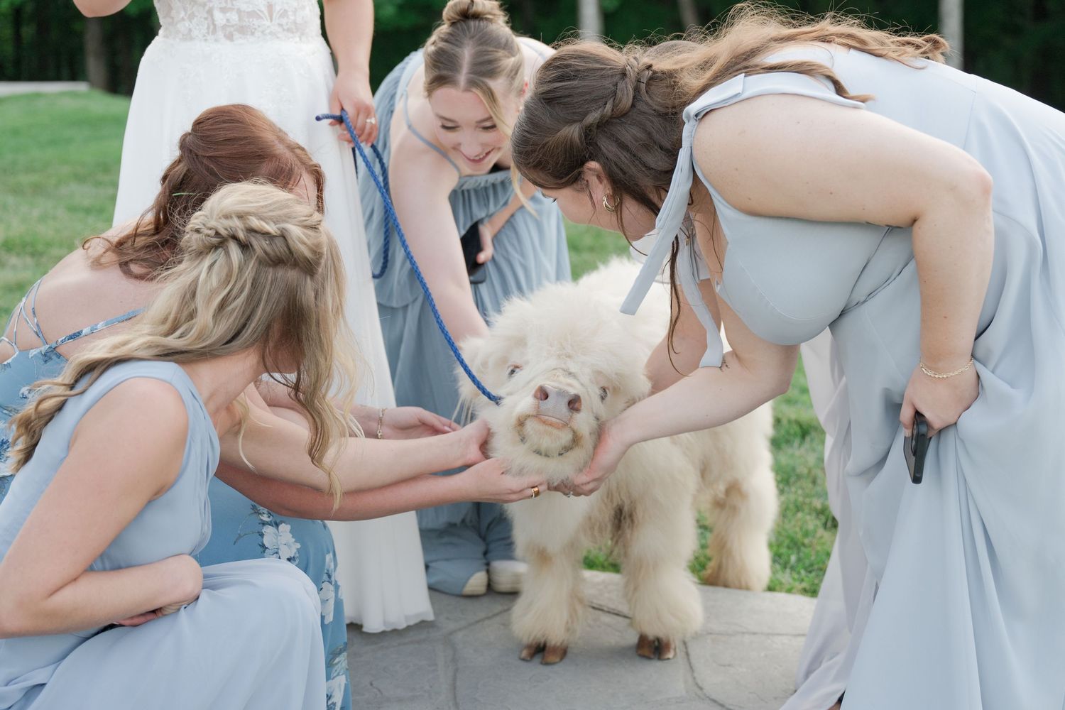 Bridesmaid petting highland cow at a wedding