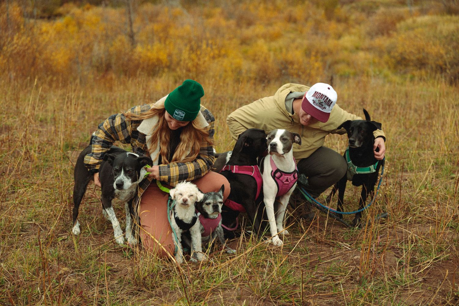 Group of dogs gathered together in autumn mountain meadow.