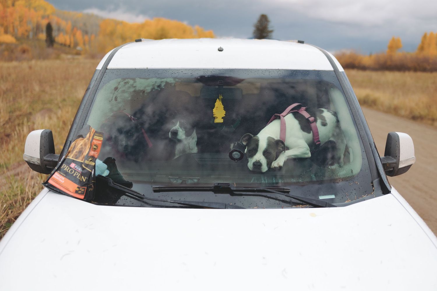 White car parked in autumn mountain landscape with golden aspen trees.