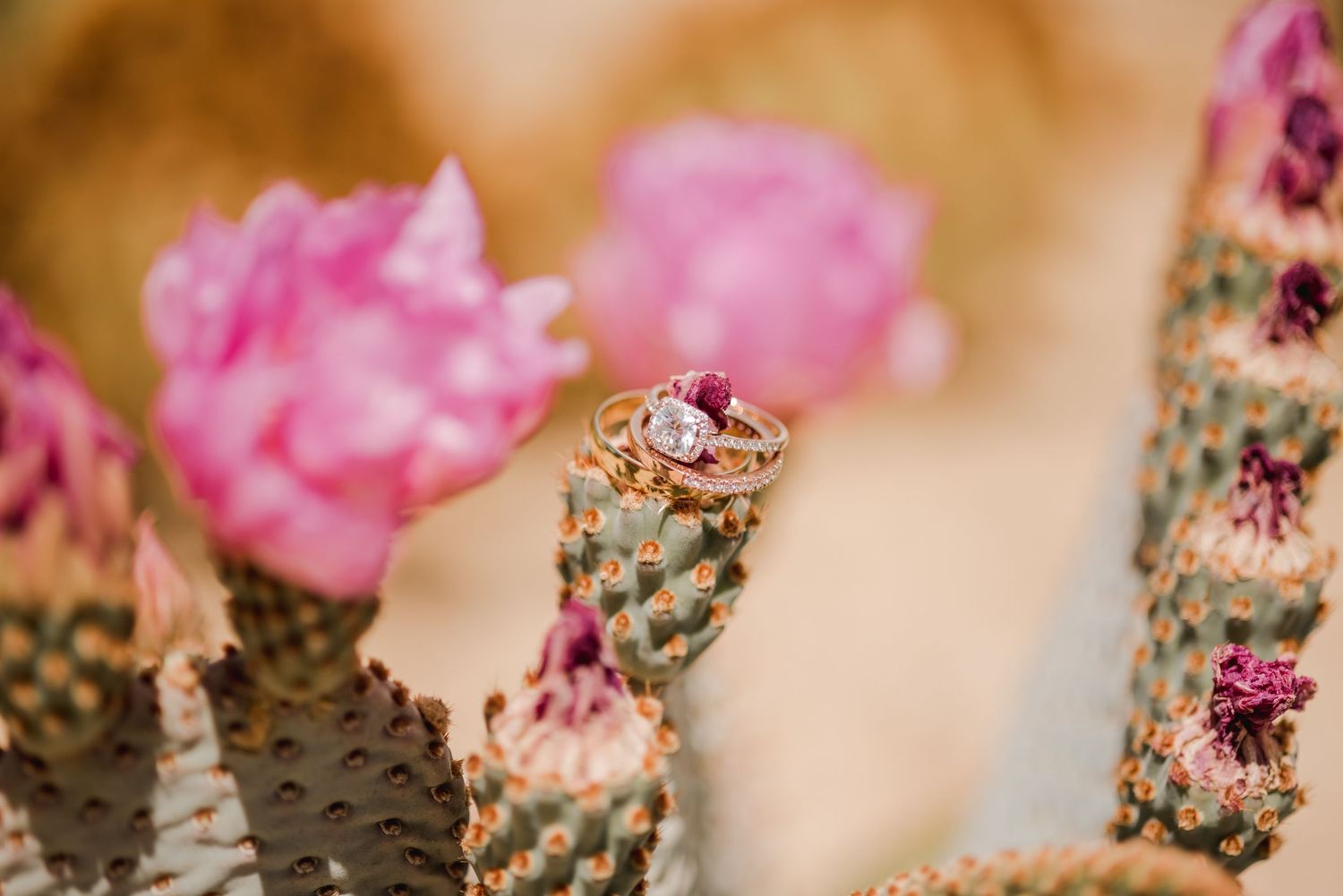 Engagement ring perched on pink cactus flower with blurred background.