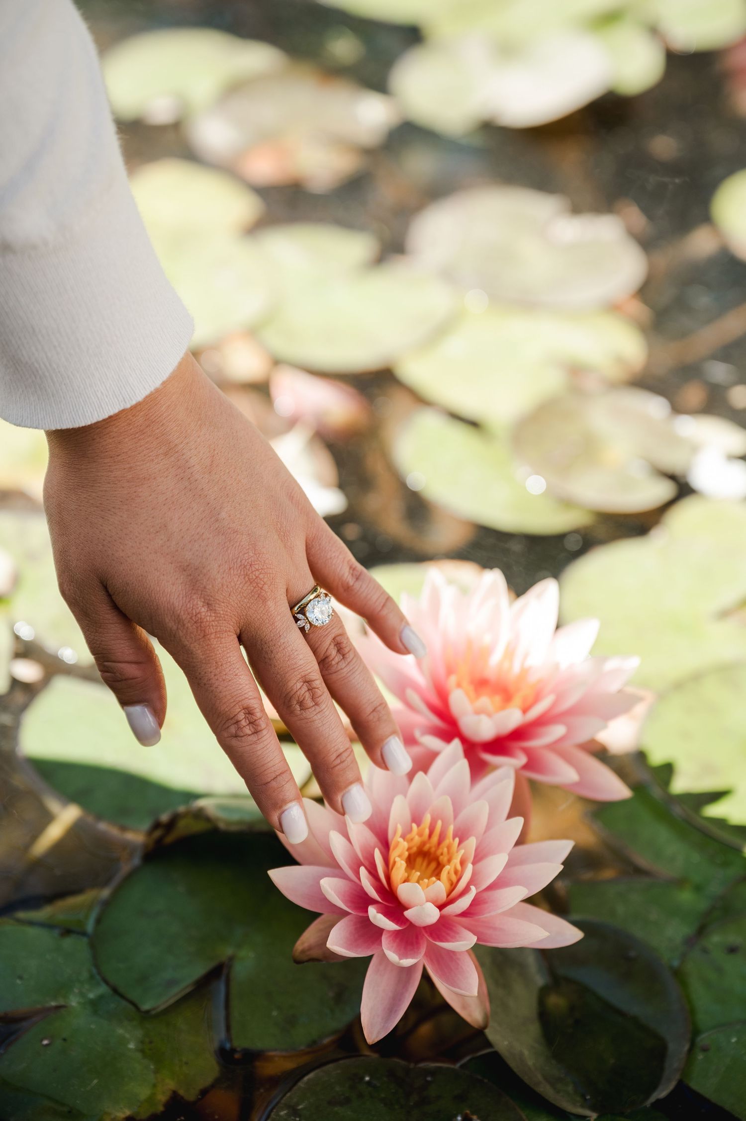Hand reaching to touch pink water lily floating among lily pads in pond.