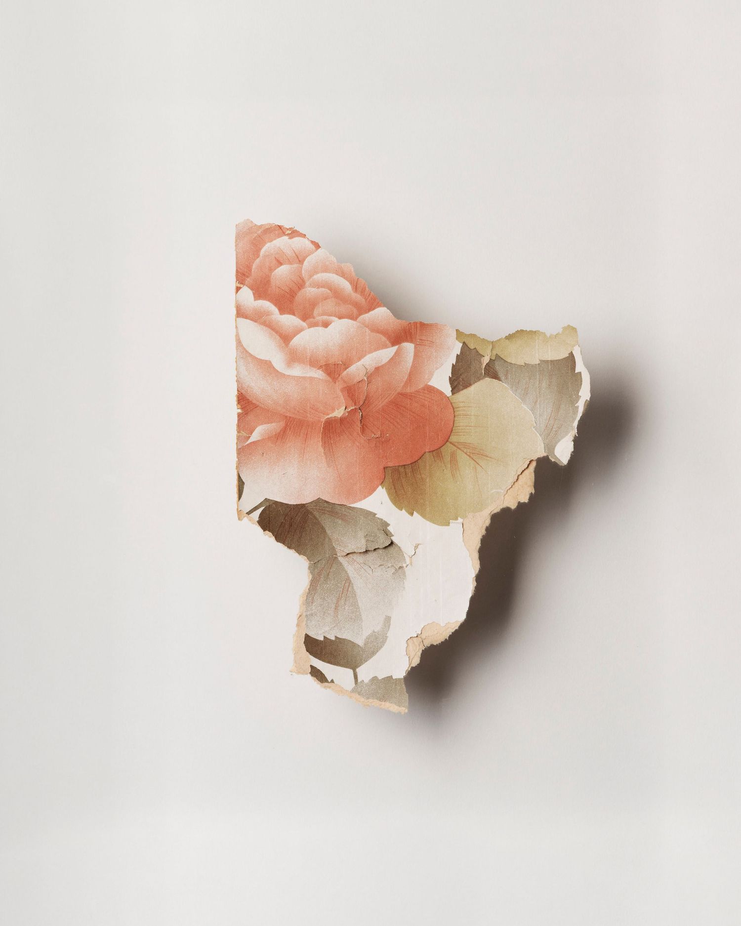 A fragment of wallpaper; rose illustration