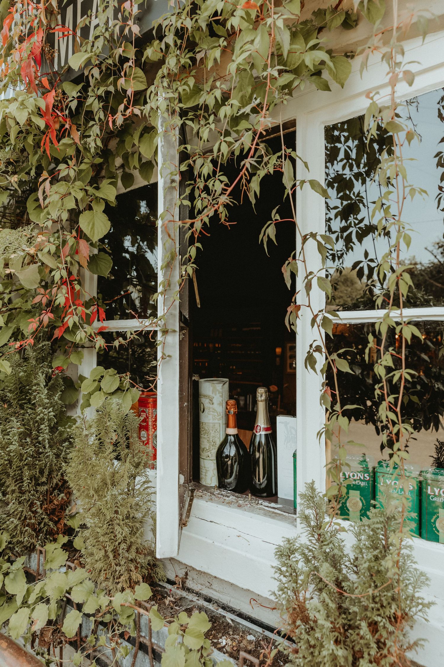 An open window with overgrown ivy tracing down at The Roebuck Inn