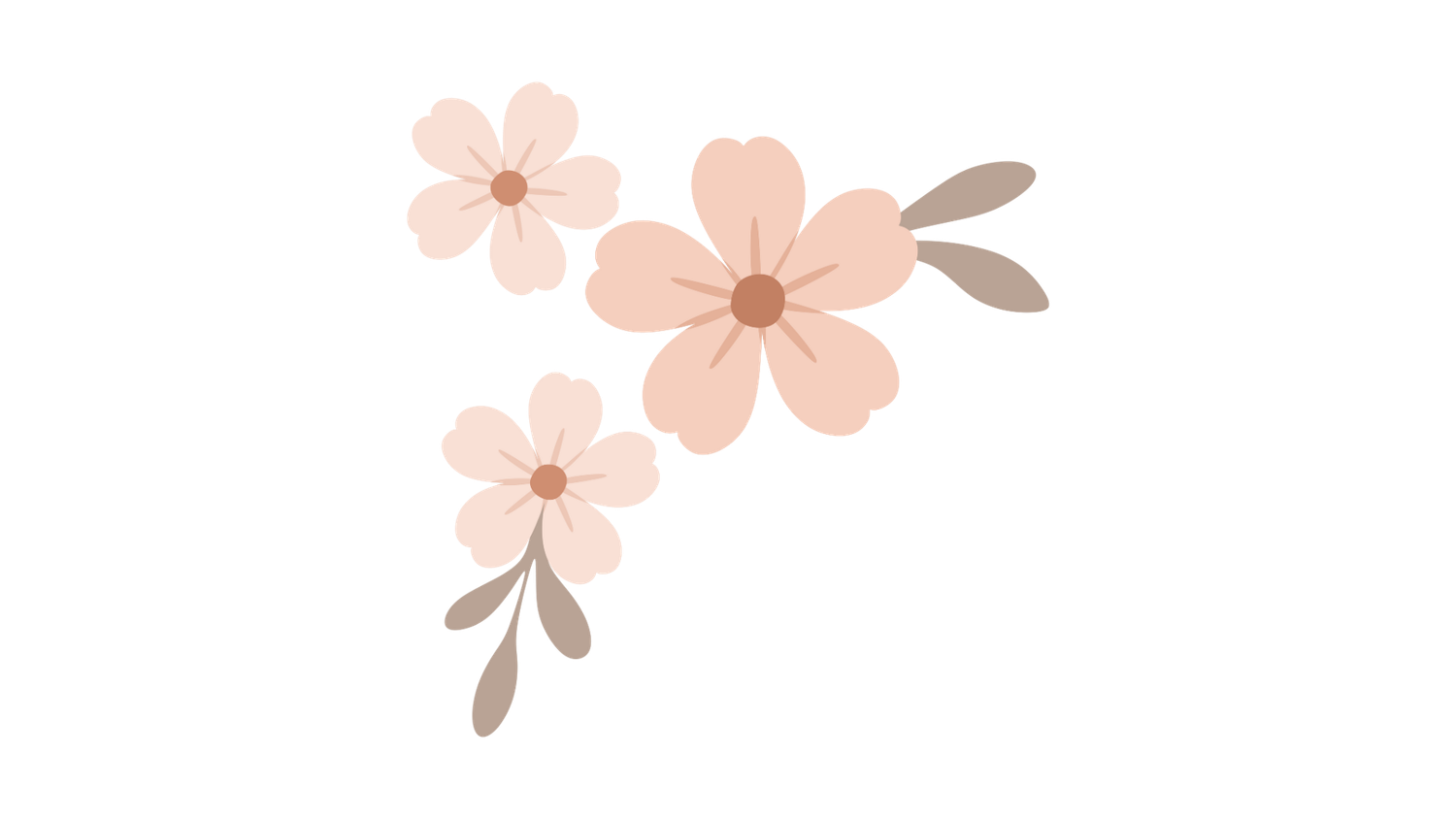 Three soft pink flowers with brown centers and gray-green leaves illustration.
