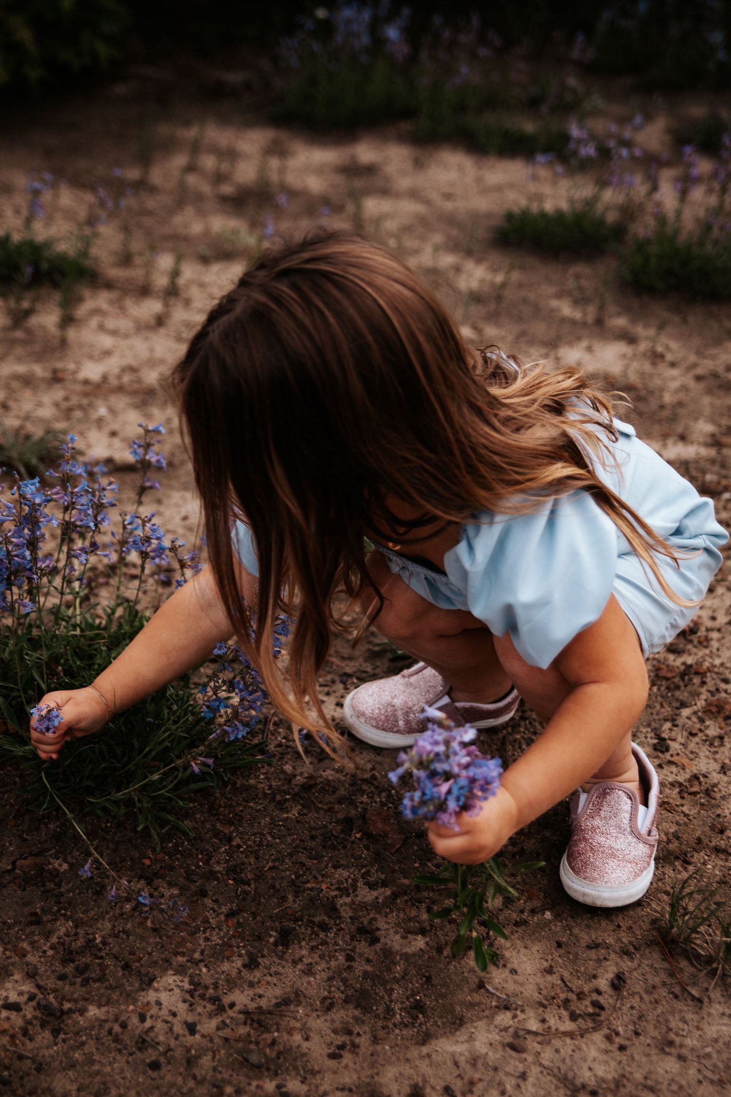 Young girl in light blue outfit picks purple wildflowers on dusty ground at Ute Valley Park in Colorado Springs