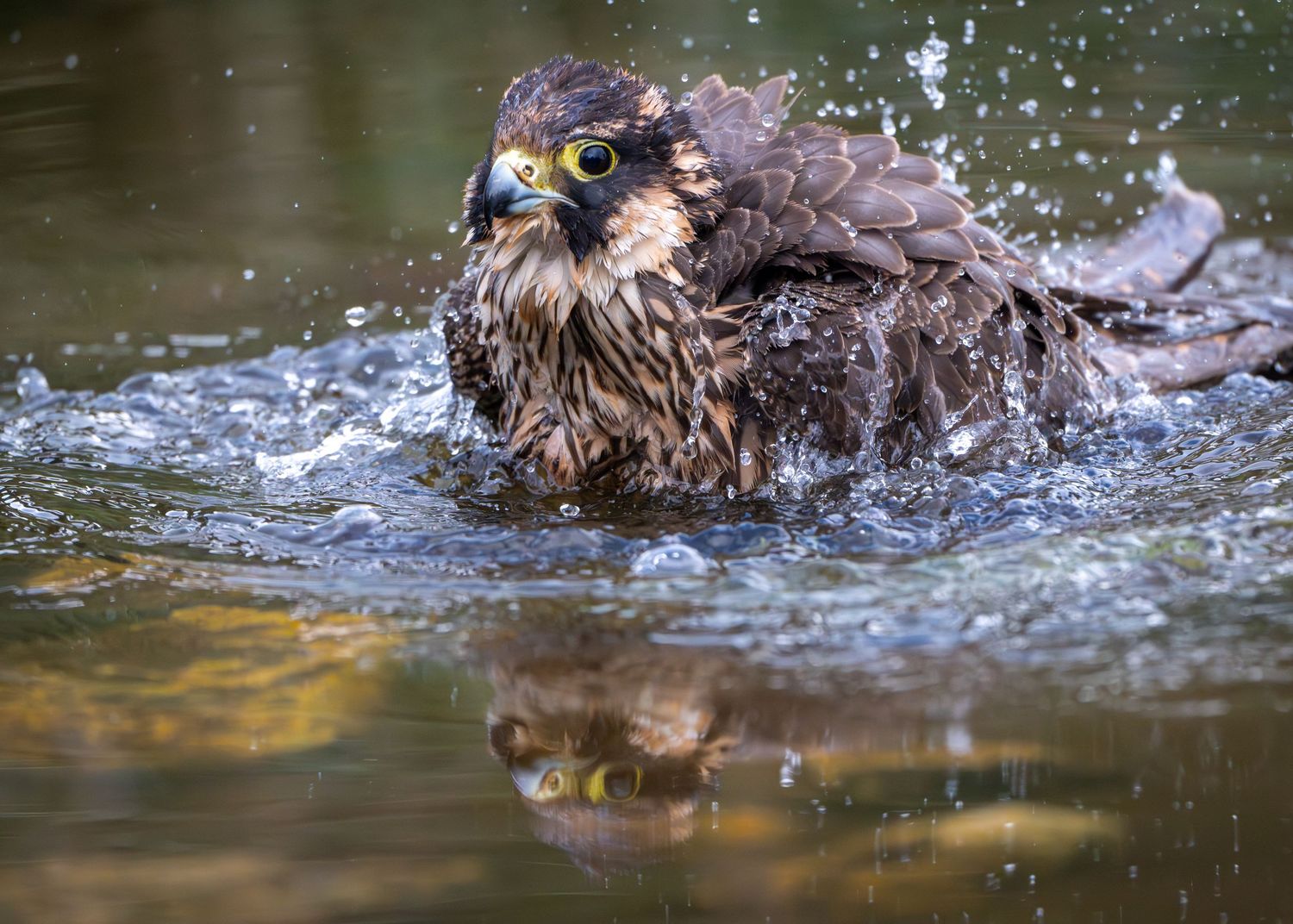 Perigrin Falcon having a bath