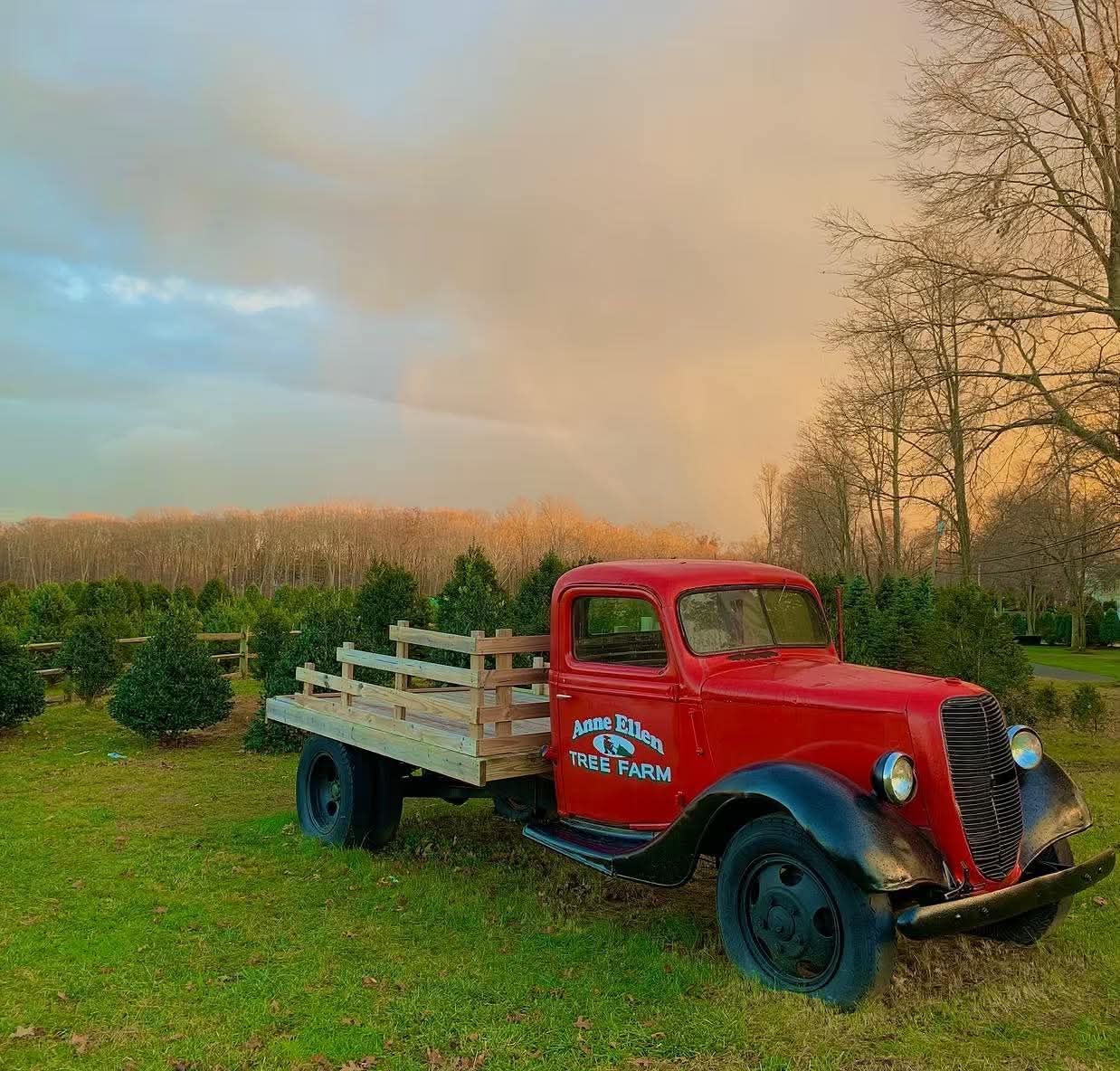 Vintage red Anne Ellen Tree Farm truck among Christmas trees in Manalapan, NJ