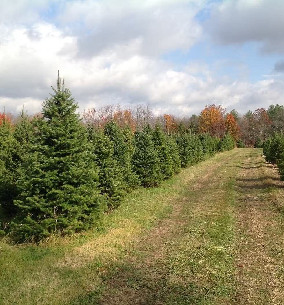 Rows of Christmas trees along a grassy path at Anne Ellen Farms, NJ
