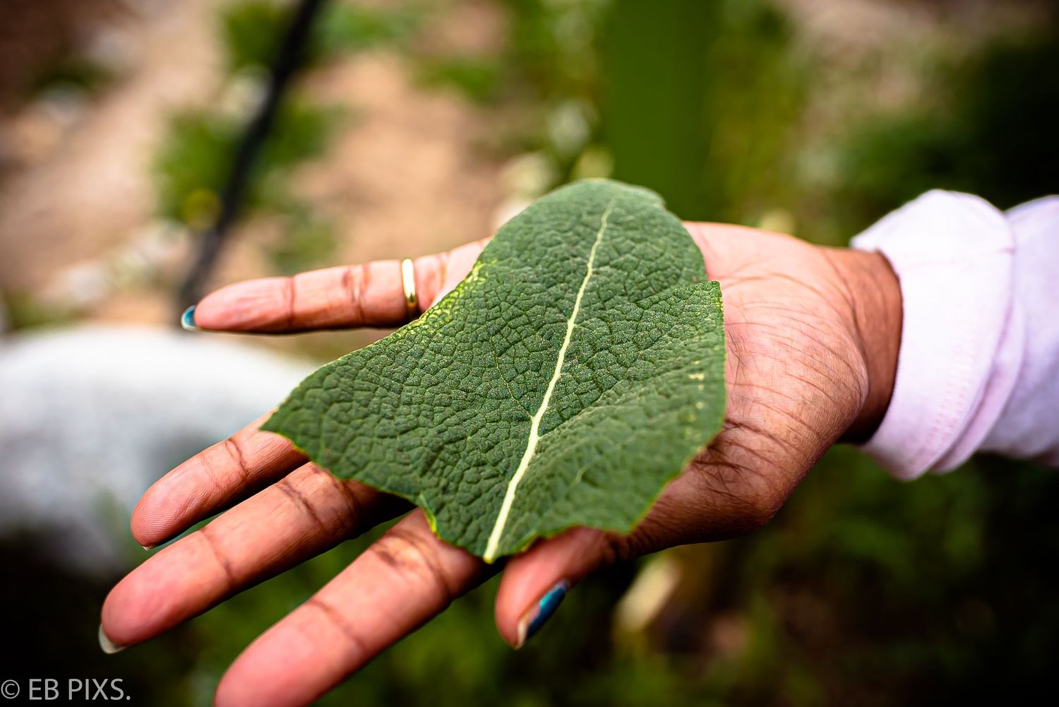 A hand holding a large heart-shaped green leaf in an outdoor garden setting.