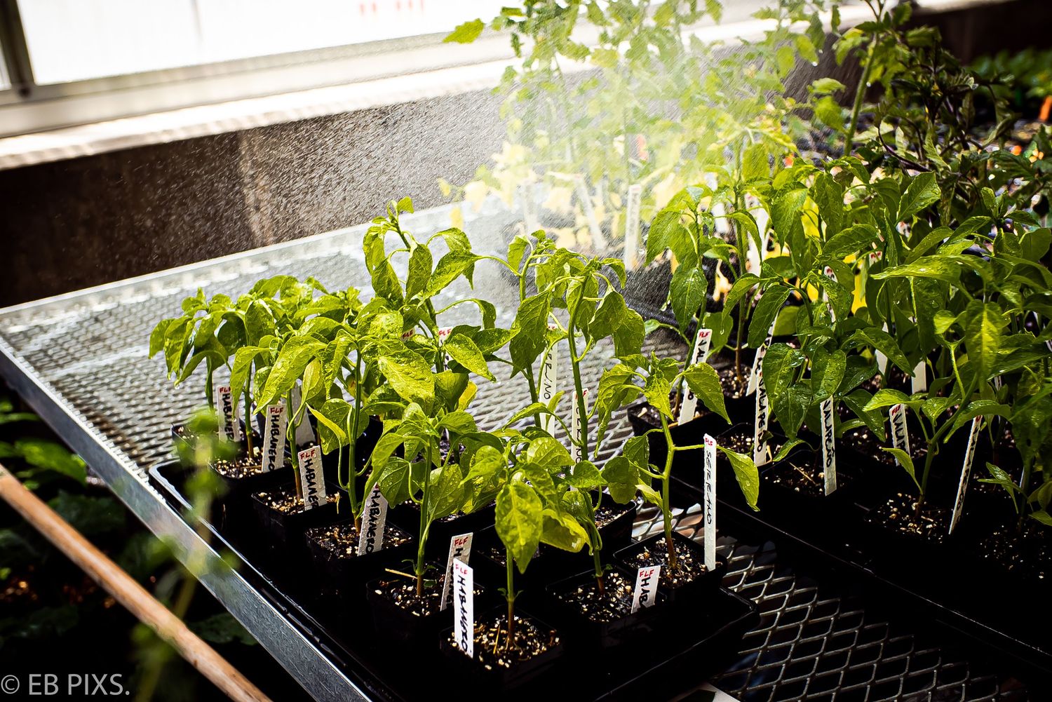 Young pepper seedlings growing in labeled trays on a greenhouse shelf in natural light.
