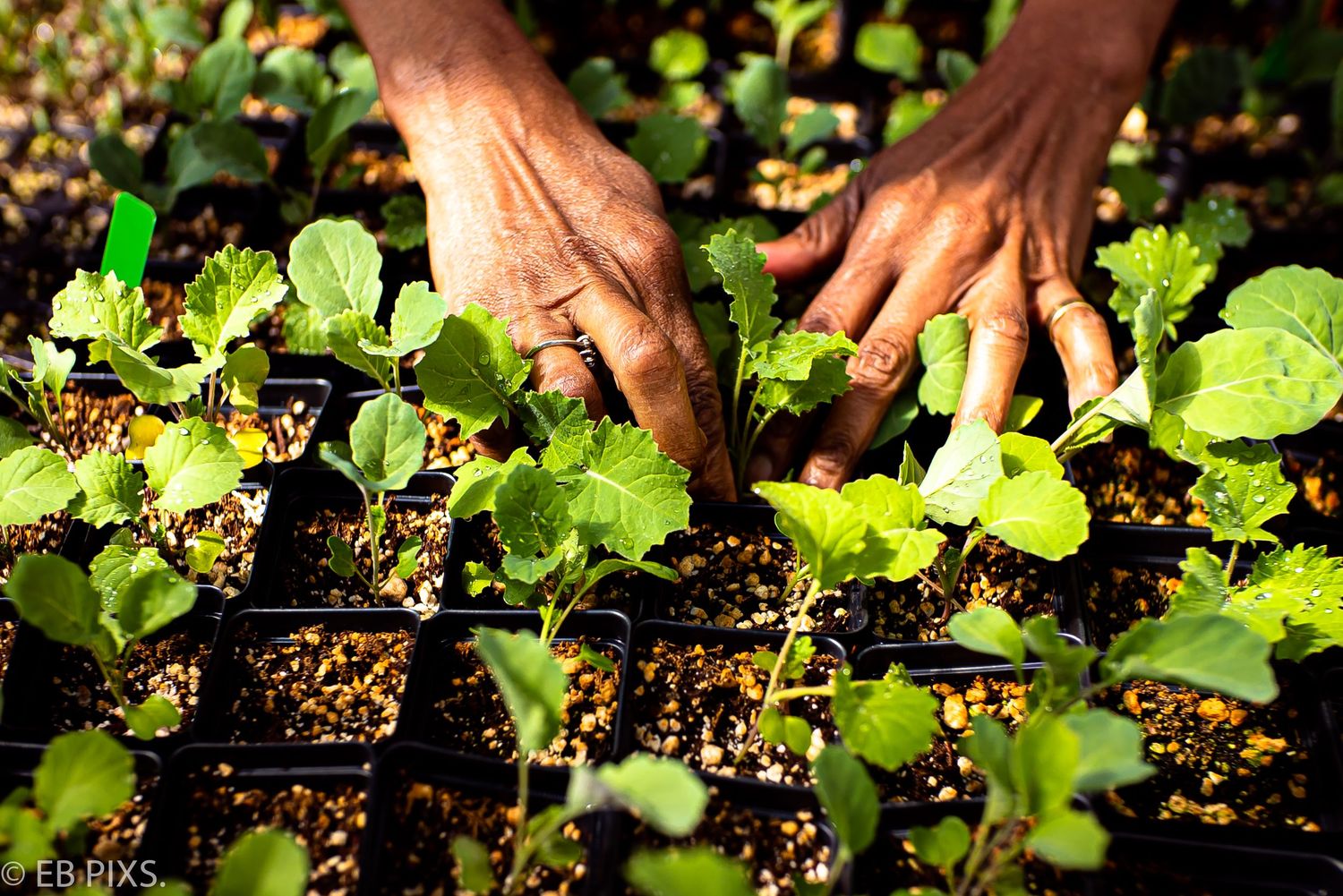 Hands tending to young green seedlings growing in black plastic seedling trays outdoors.