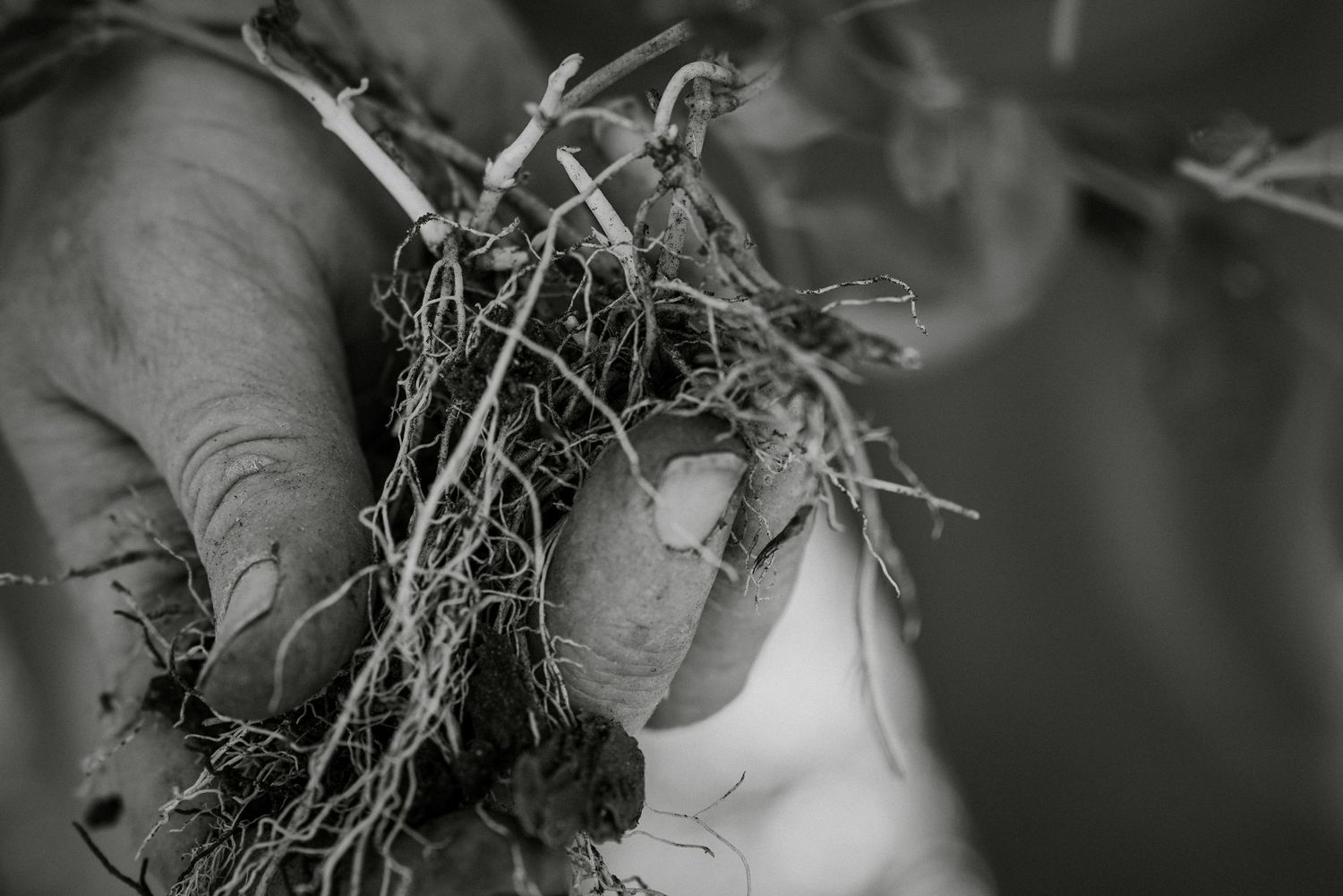 Close-up black and white photo of a hand holding a plant with exposed roots and soil.