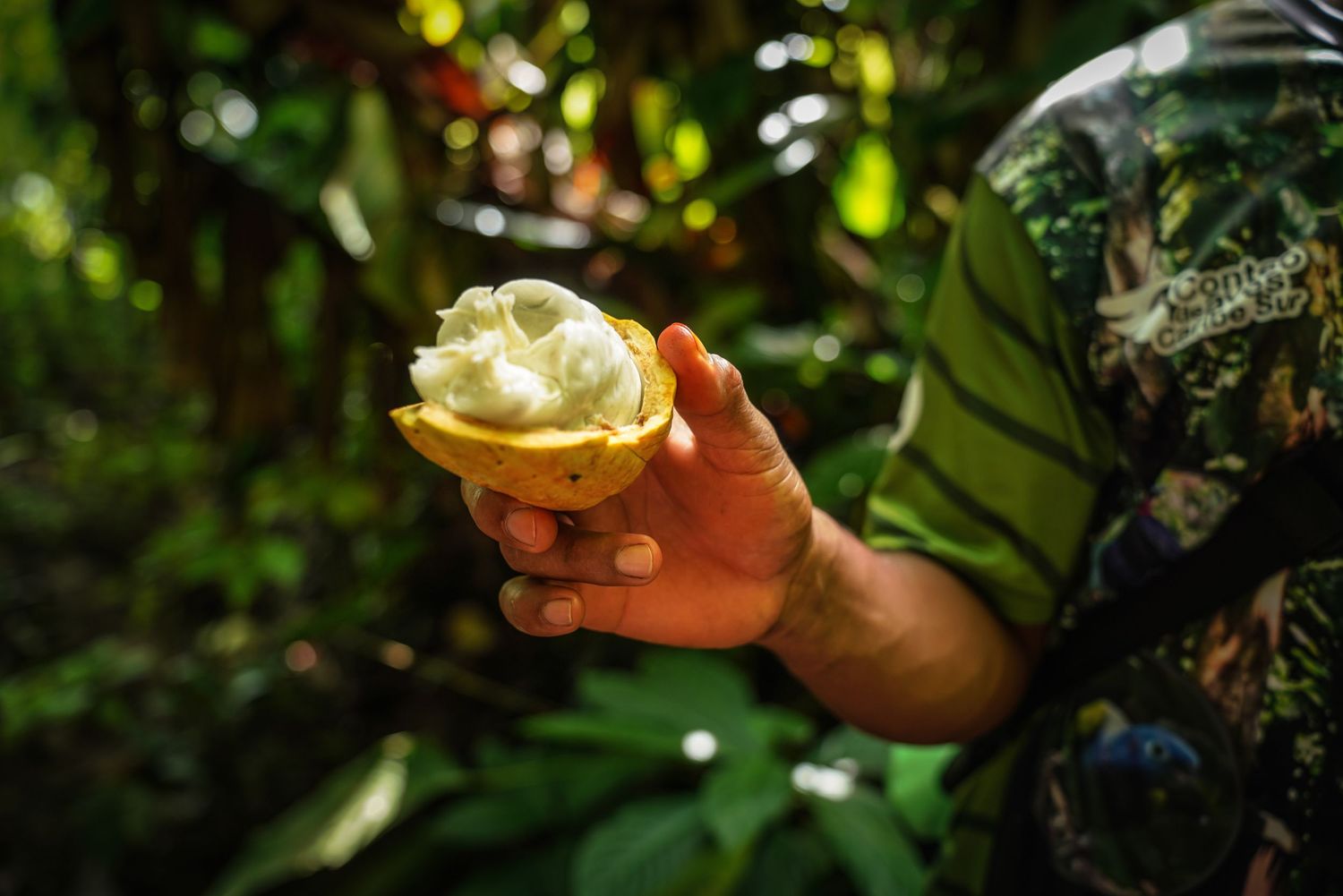 Hand holding an open cacao fruit revealing white pulp in a tropical rainforest setting.