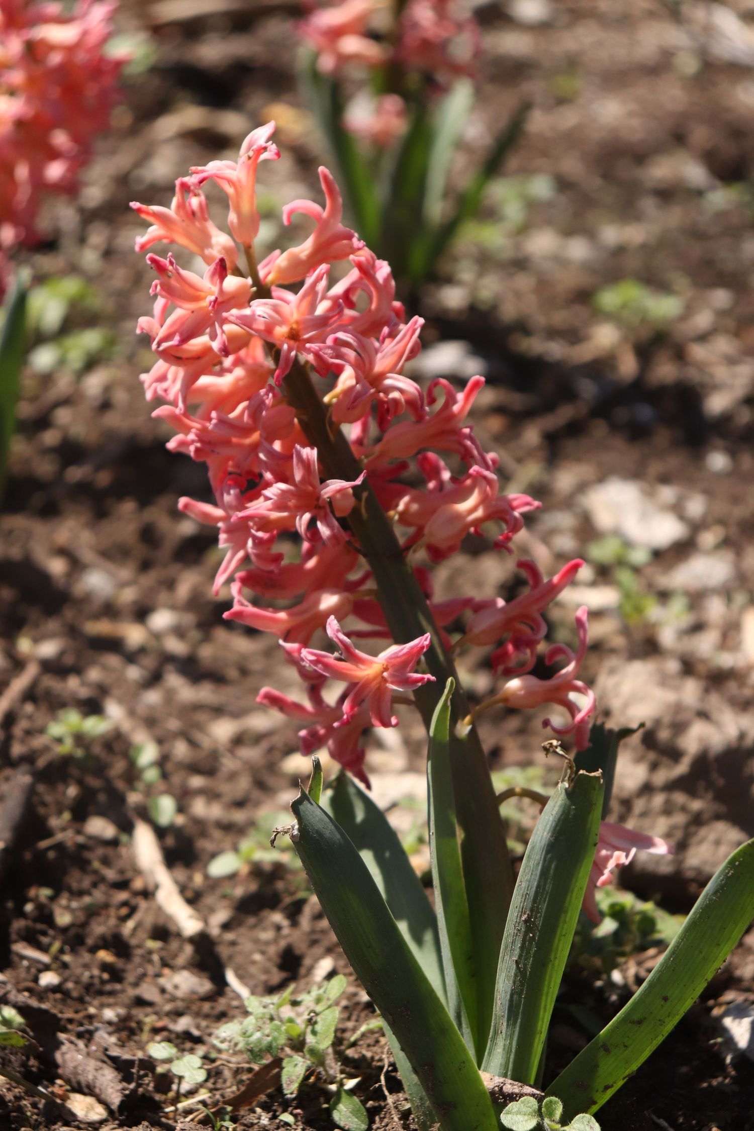 something about these pink flowers caught my eye