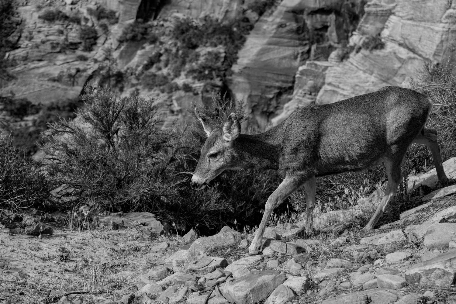 Black and white photo of a mule deer walking across rocky terrain near red canyon cliffs.
