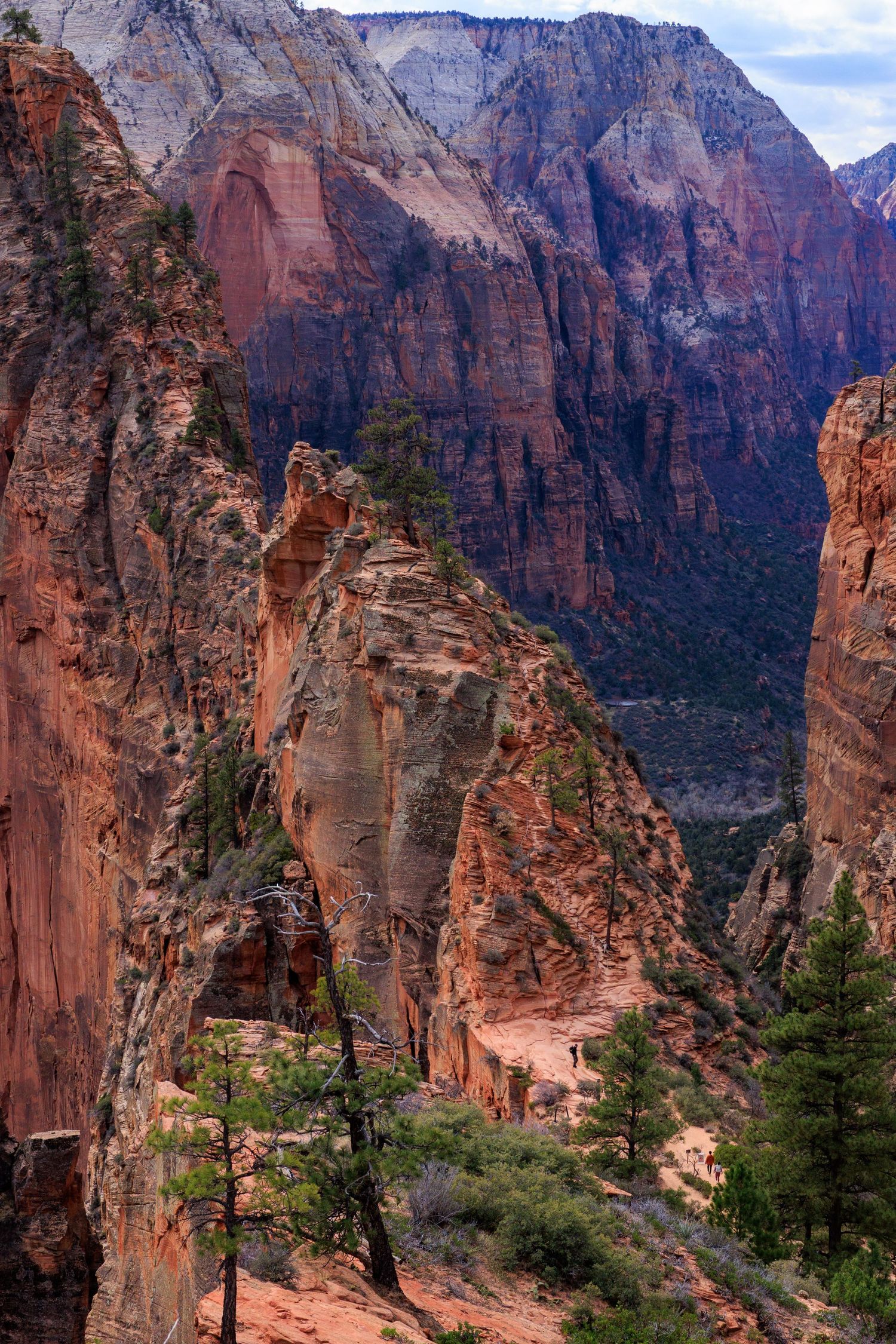 Dramatic red sandstone cliffs and canyon walls tower over pine trees at Zion National Park, Utah.