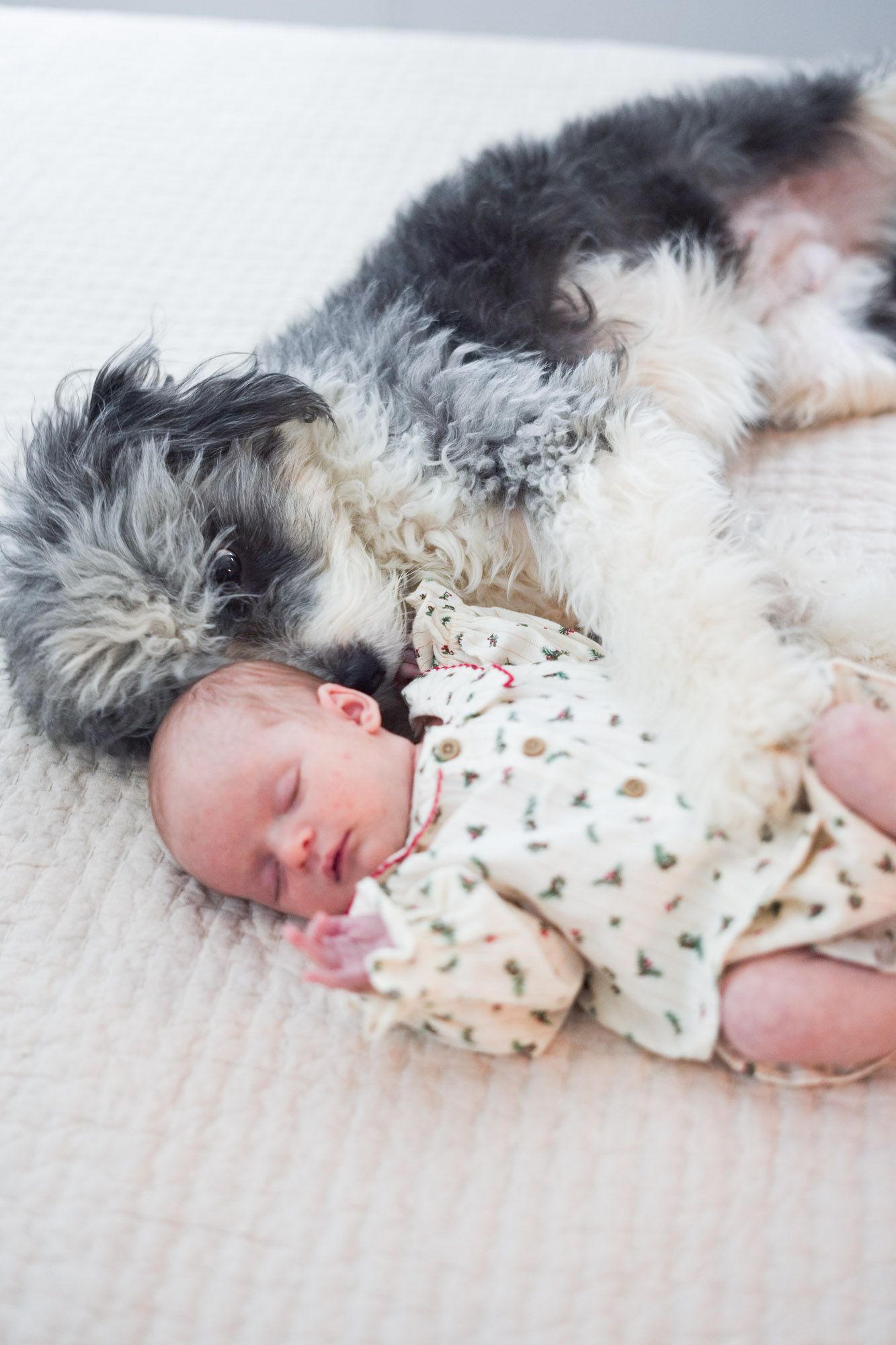 Fluffy gray and white dog curled up next to sleeping newborn baby on white blanket.