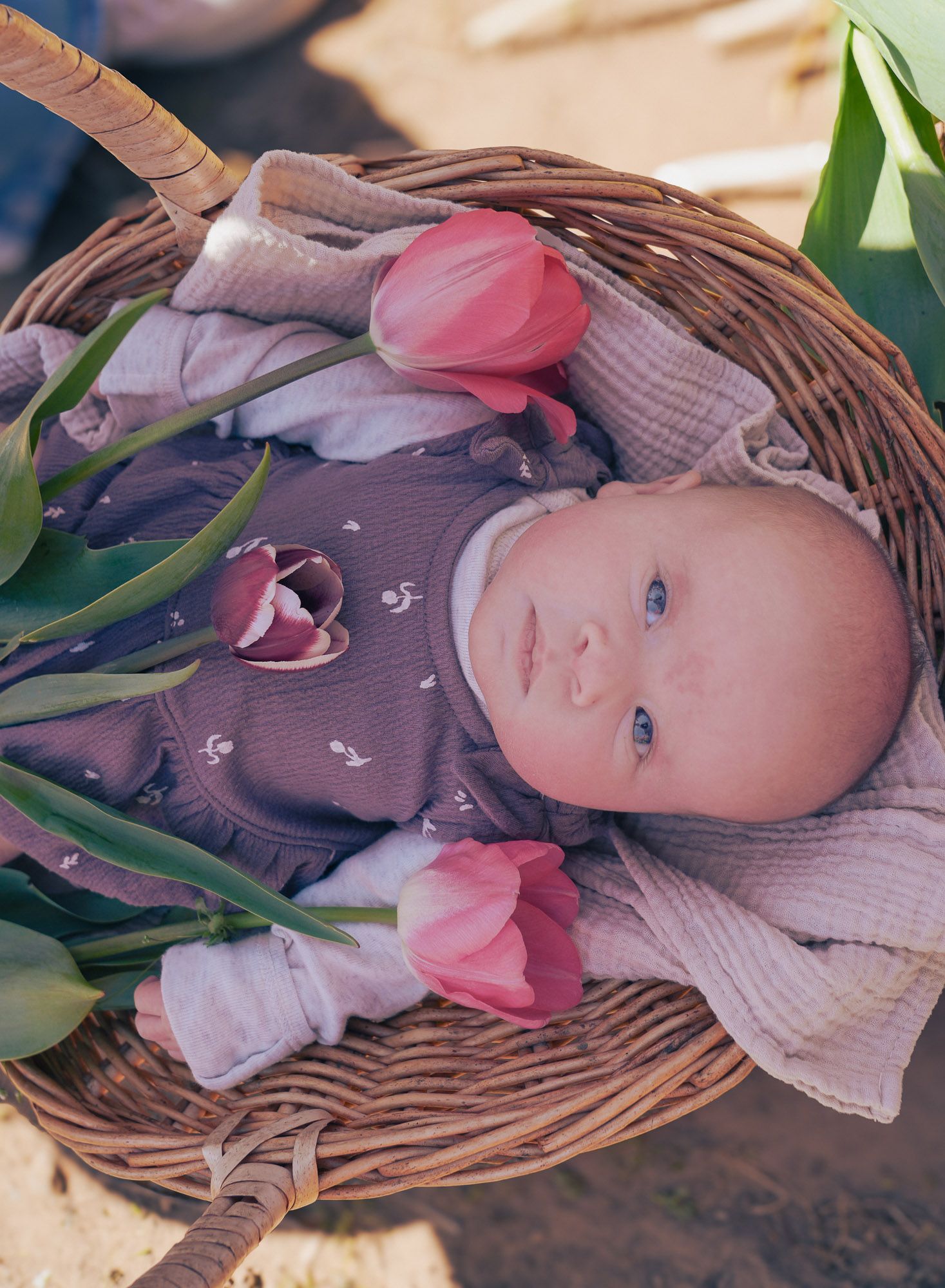 Adorable newborn baby lying in a wicker basket surrounded by fresh pink tulips outdoors.